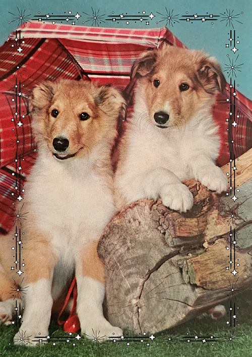 (image for) dogs b4 1970s