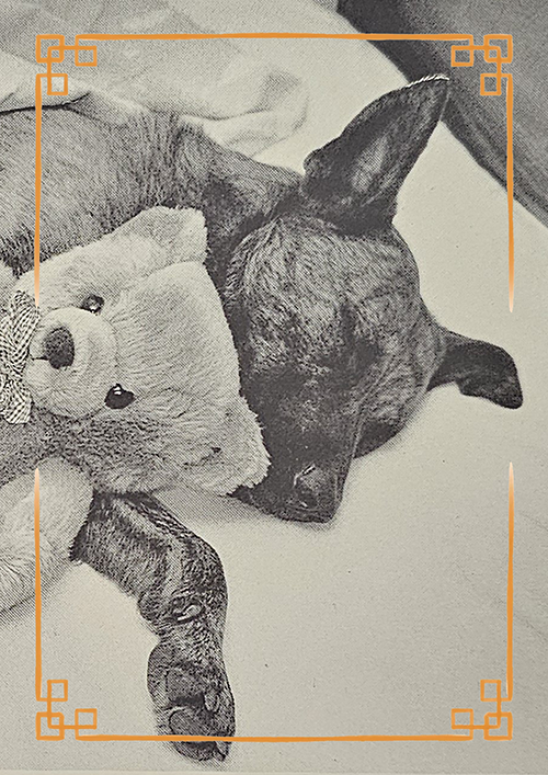 (image for) dogs 1980s +