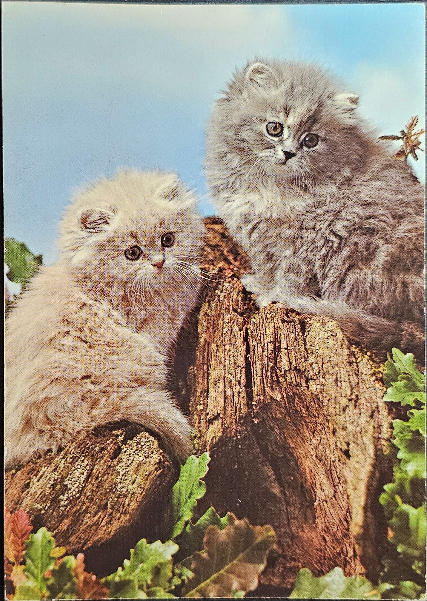 (image for) CAT-50_80s-0002