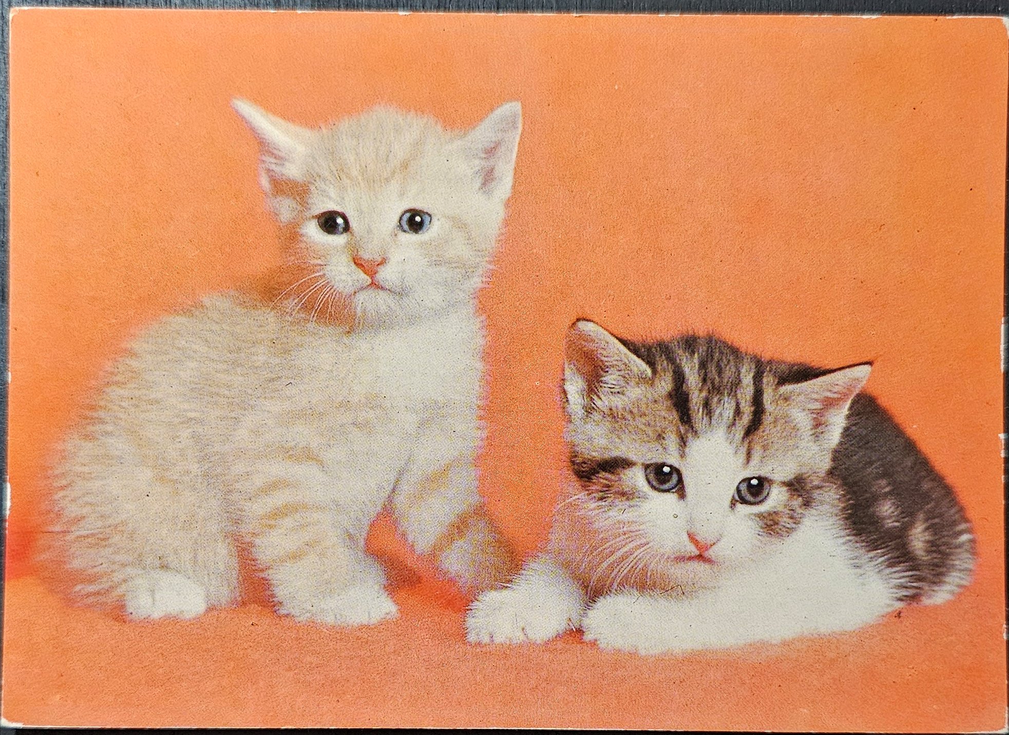 (image for) CAT-50_80s-0004