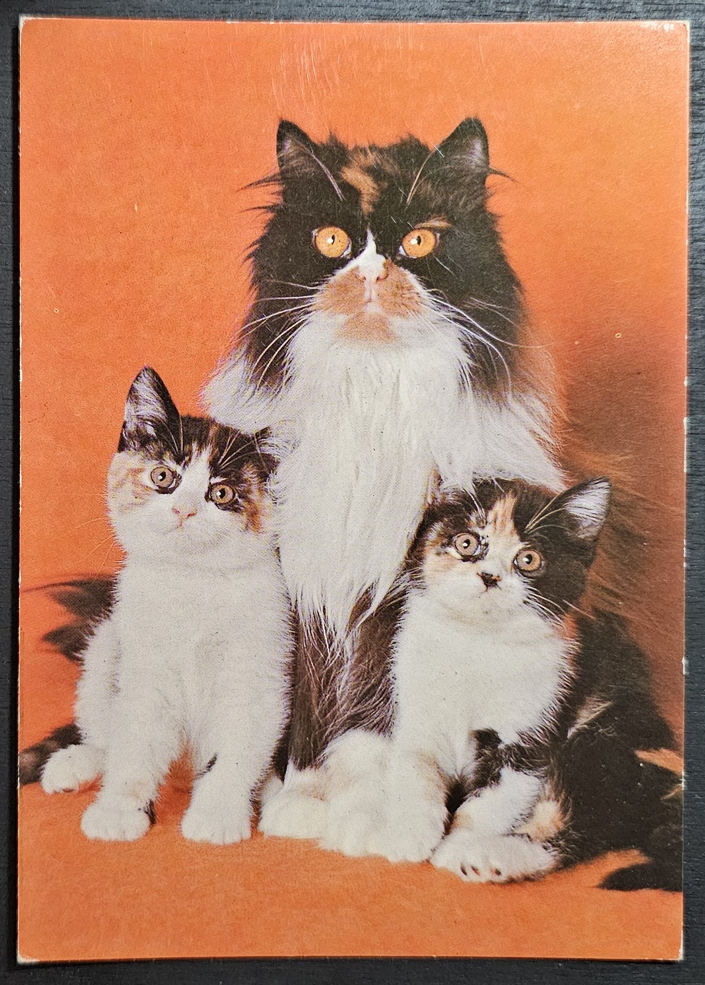 (image for) CAT-50_80s-0005