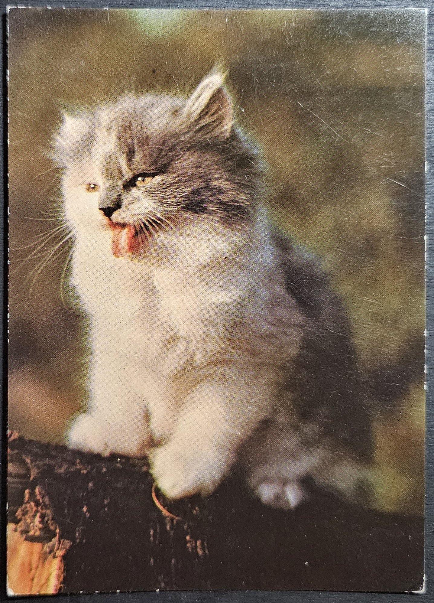 (image for) CAT-50_80s-0006