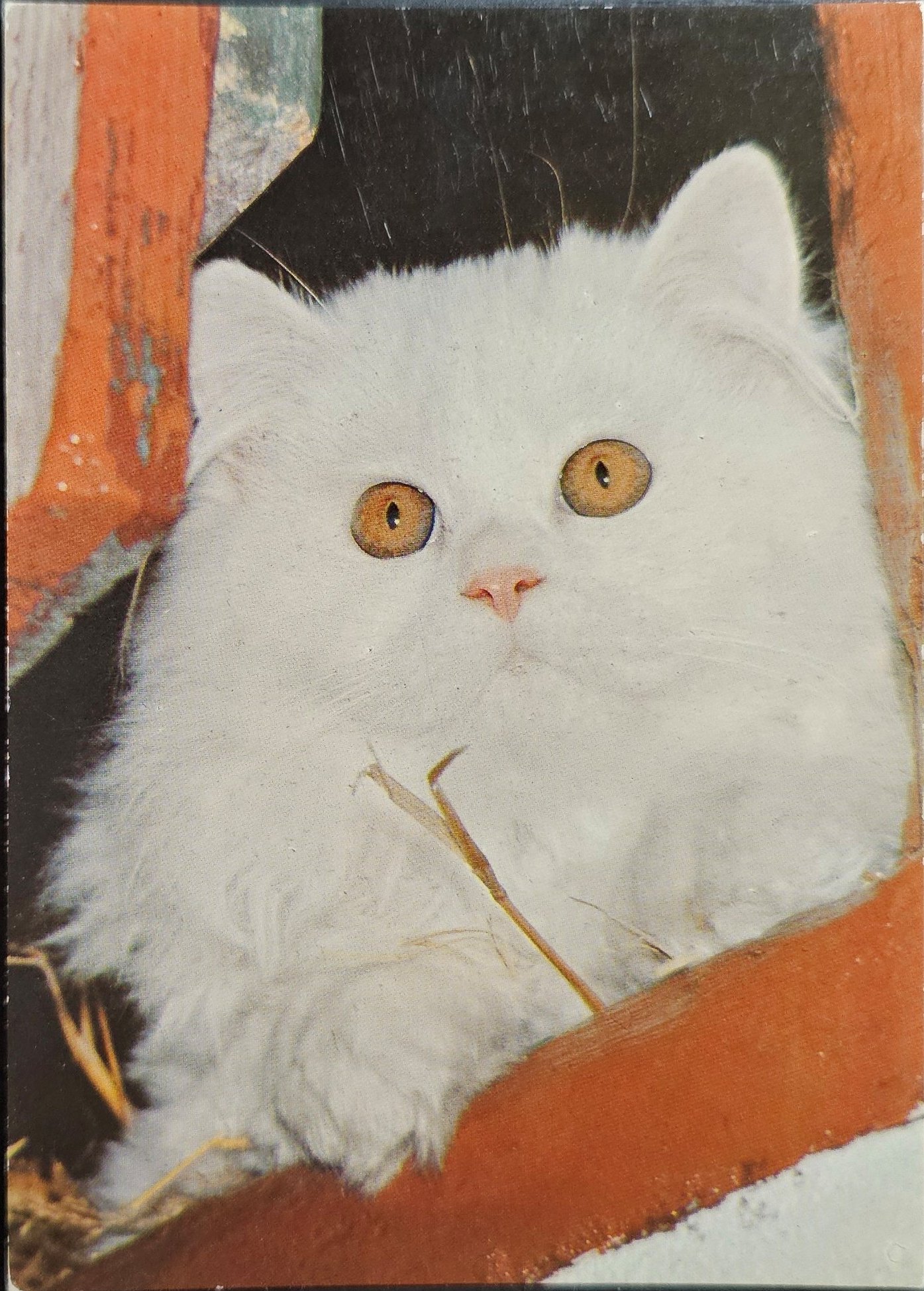 (image for) CAT-50_80s-0007