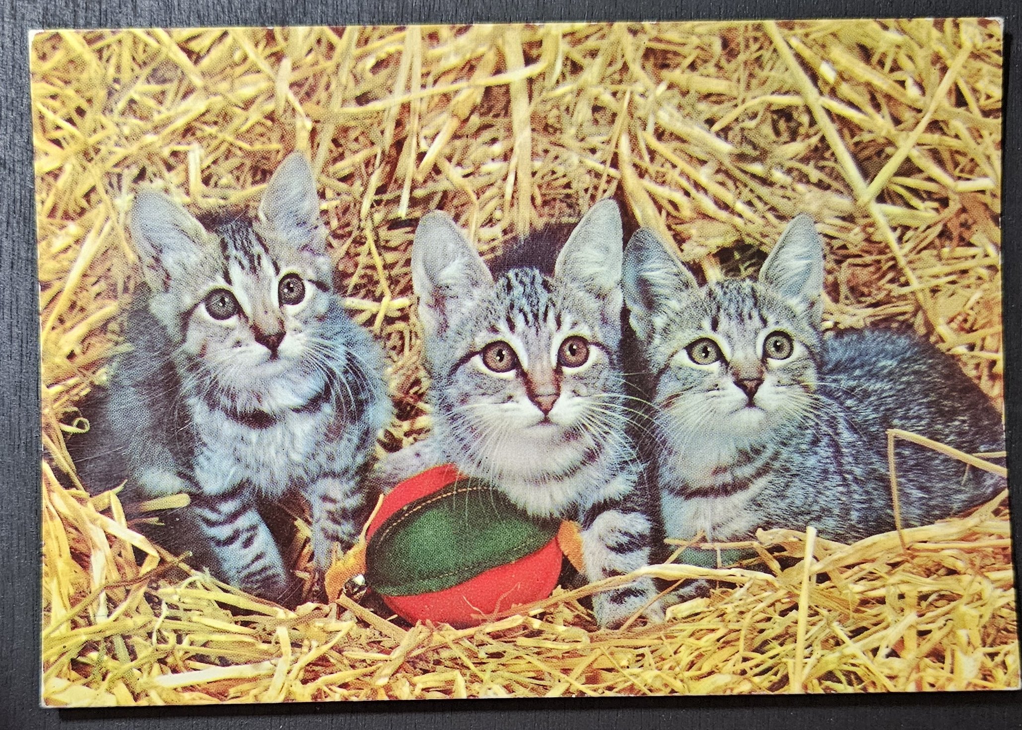 (image for) CAT-50_80s-0008