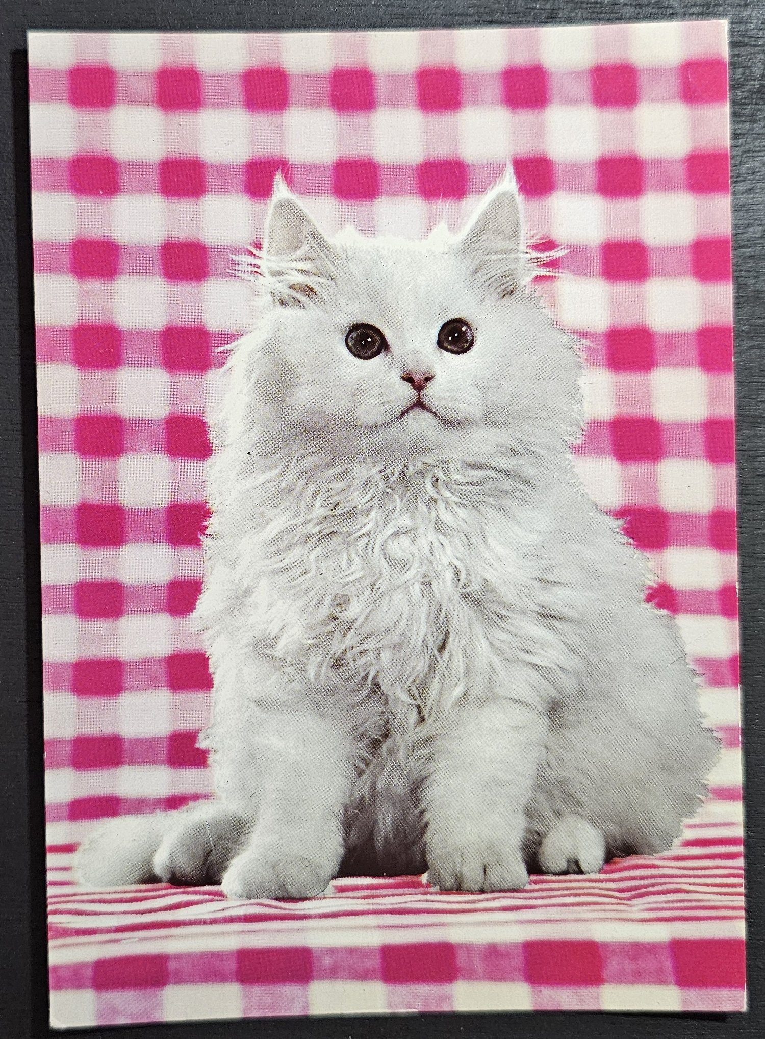 (image for) CAT-50_80s-0009