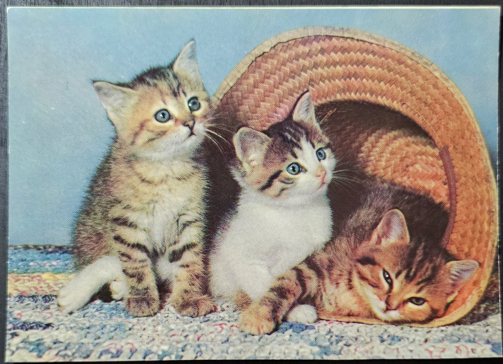 (image for) CAT-50_80s-0010