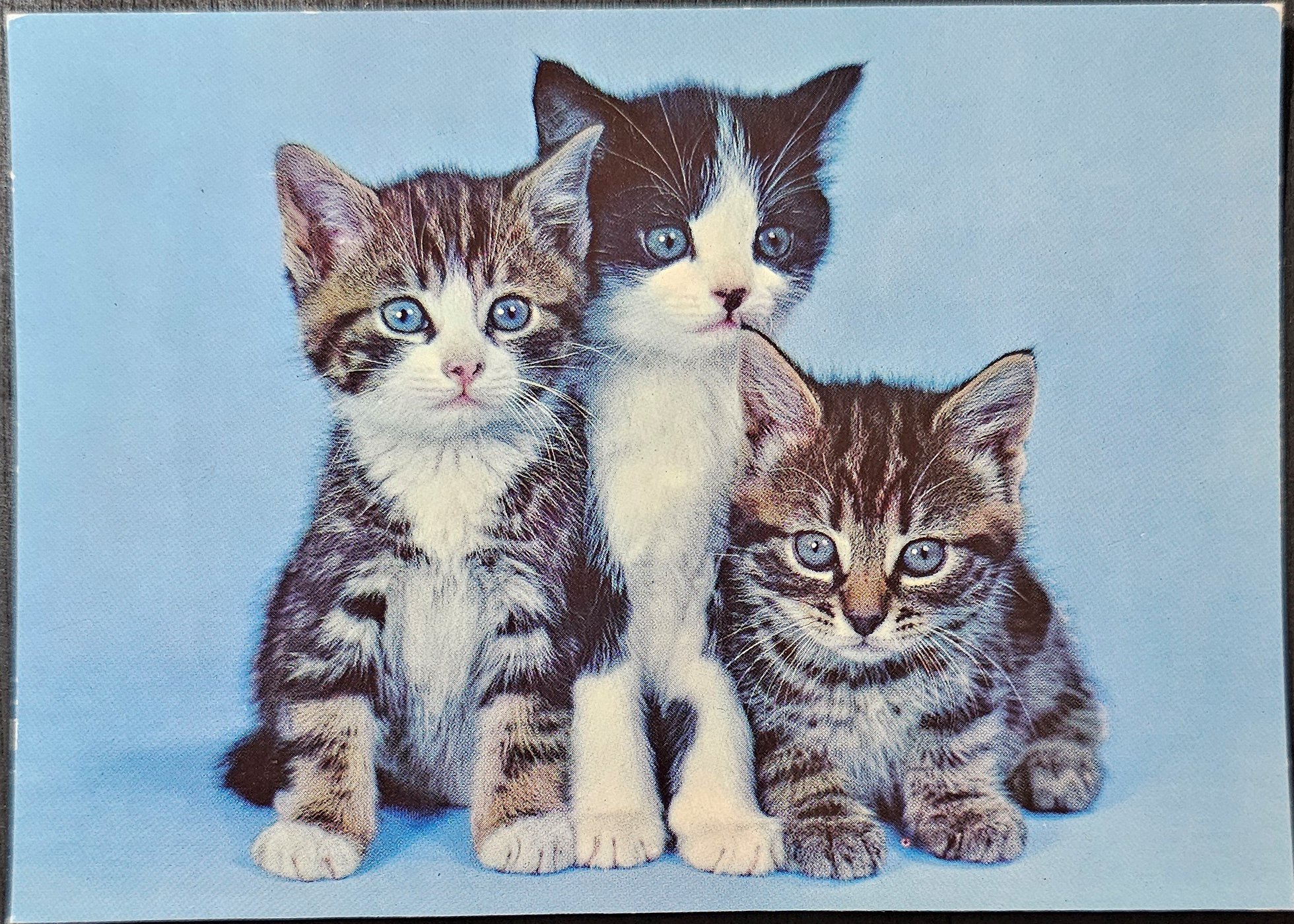 (image for) CAT-50_80s-0011