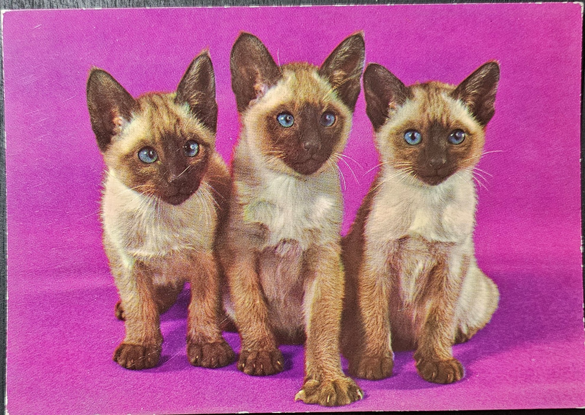 (image for) CAT-50_80s-0012