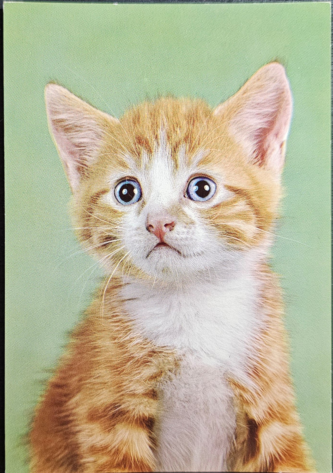 (image for) CAT-50_80s-0013