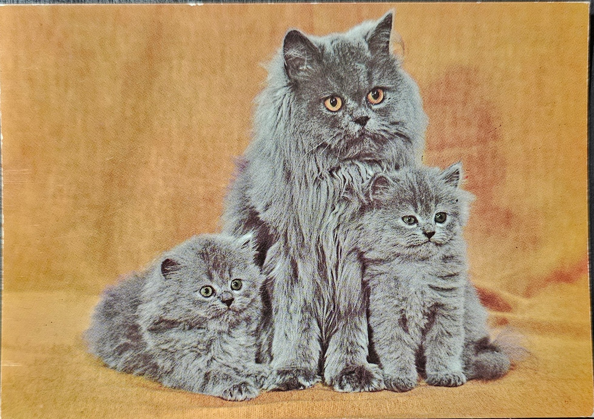 (image for) CAT-50_80s-0014