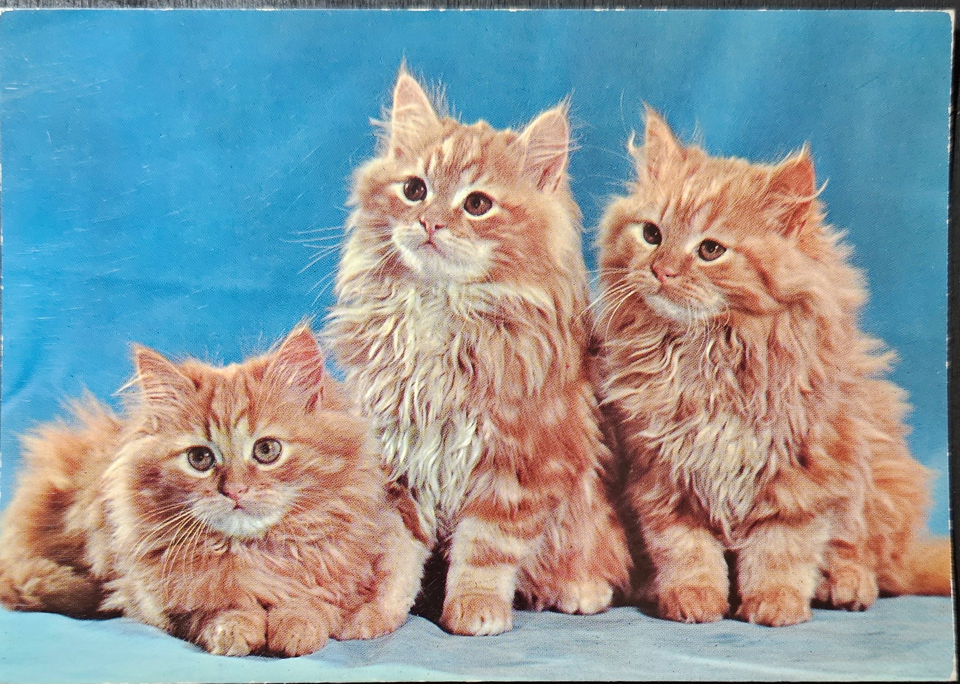 (image for) CAT-50_80s-0015