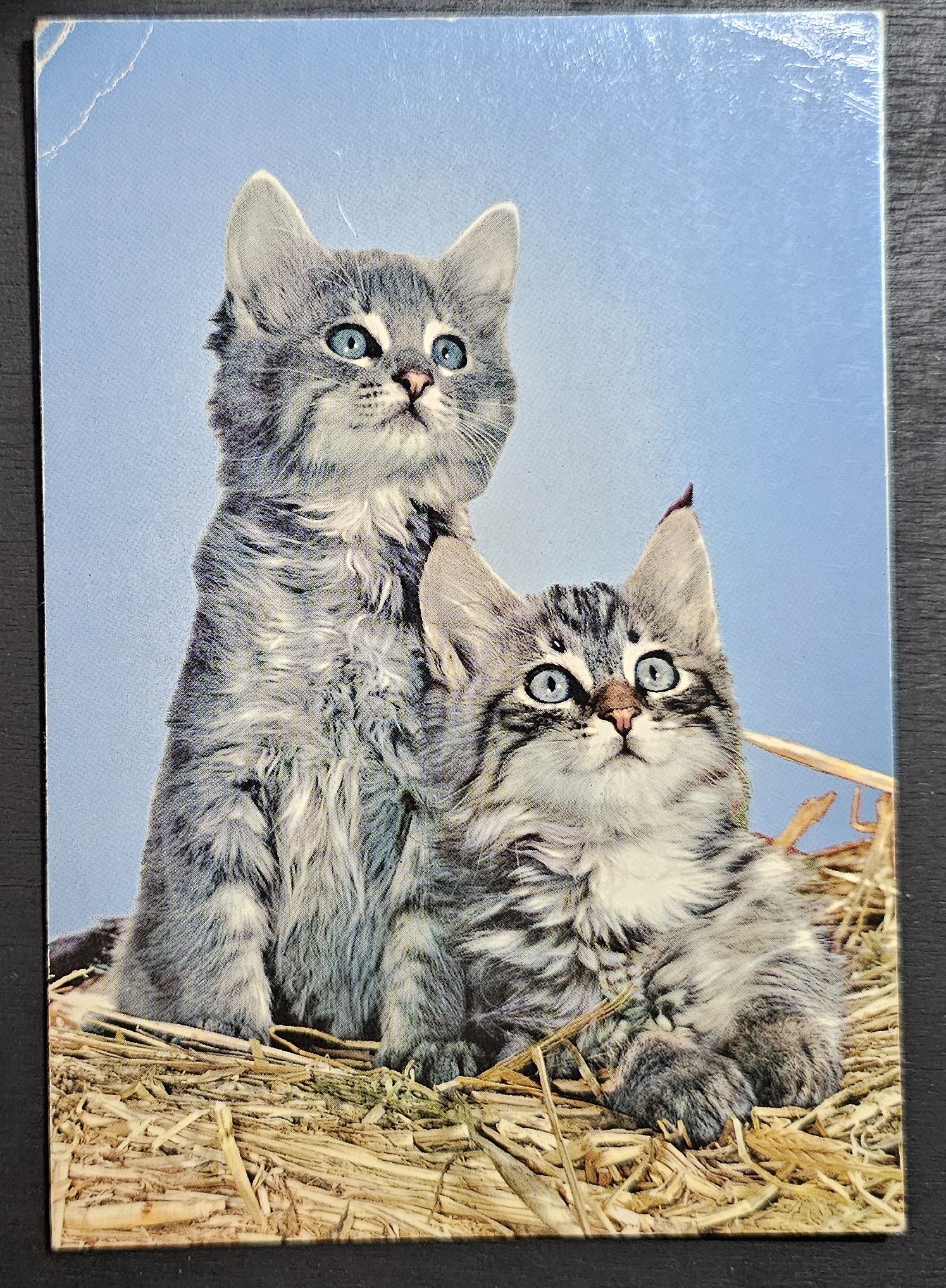 (image for) CAT-50_80s-0016