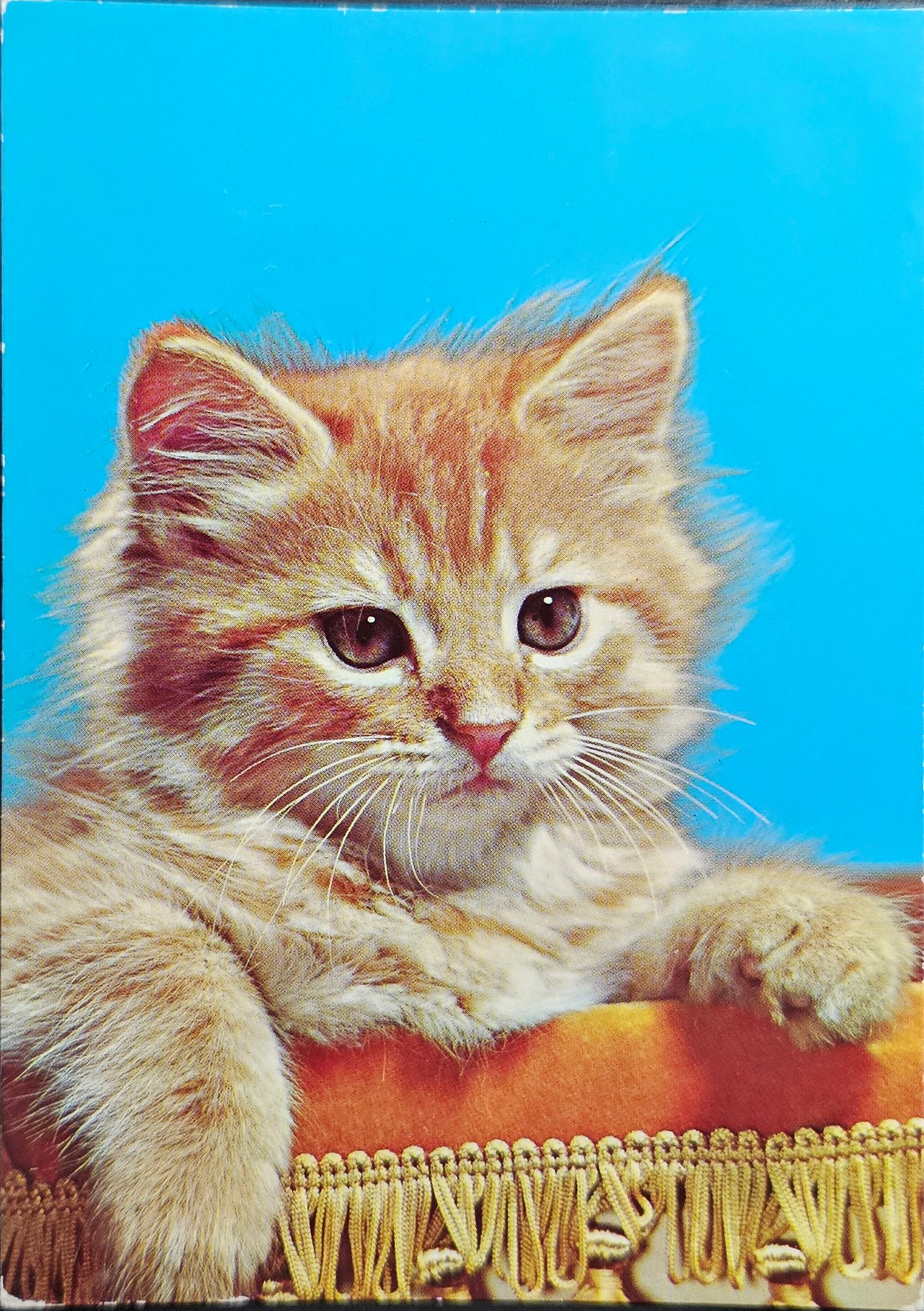 (image for) CAT-50_80s-0017