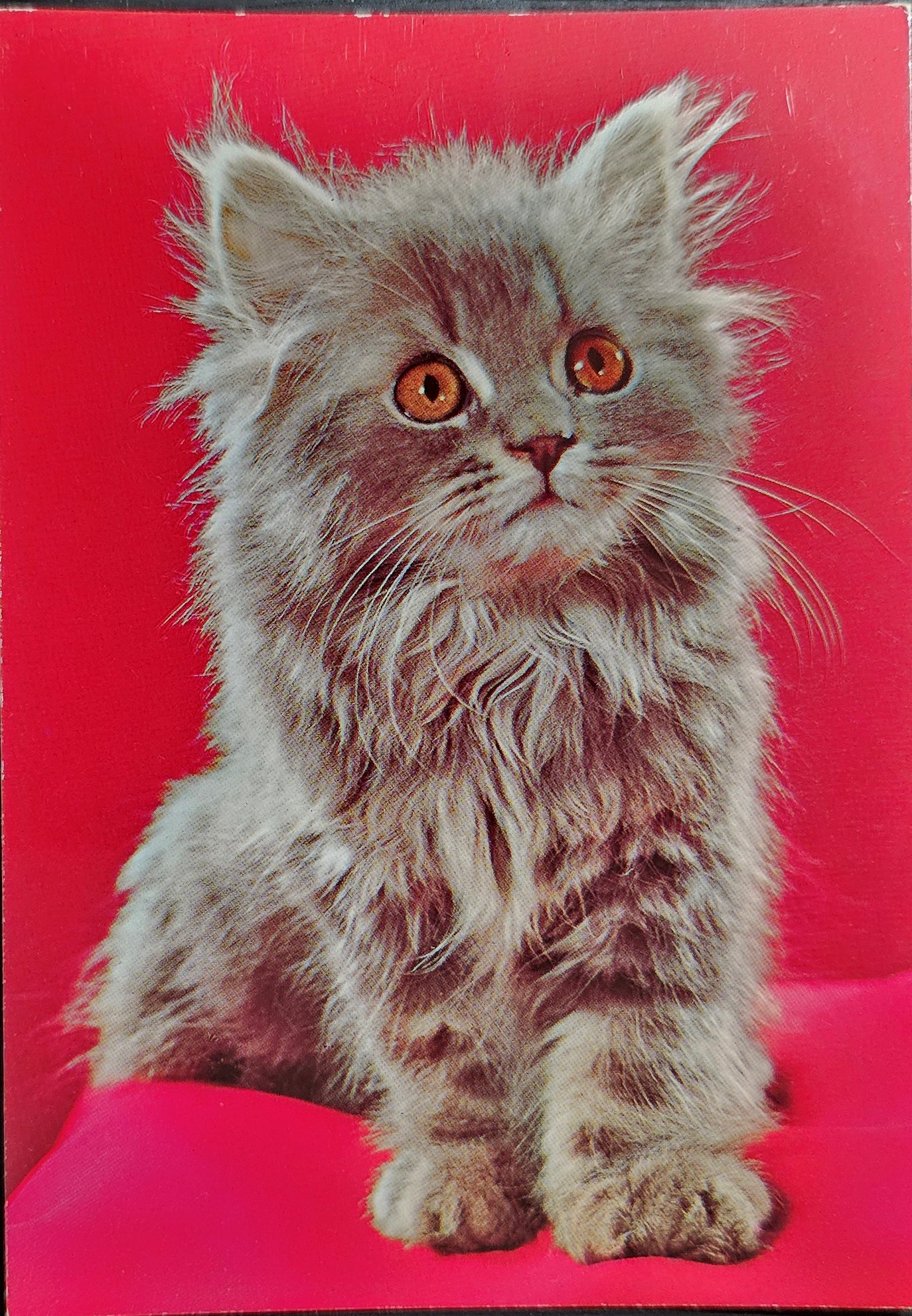 (image for) CAT-50_80s-0019