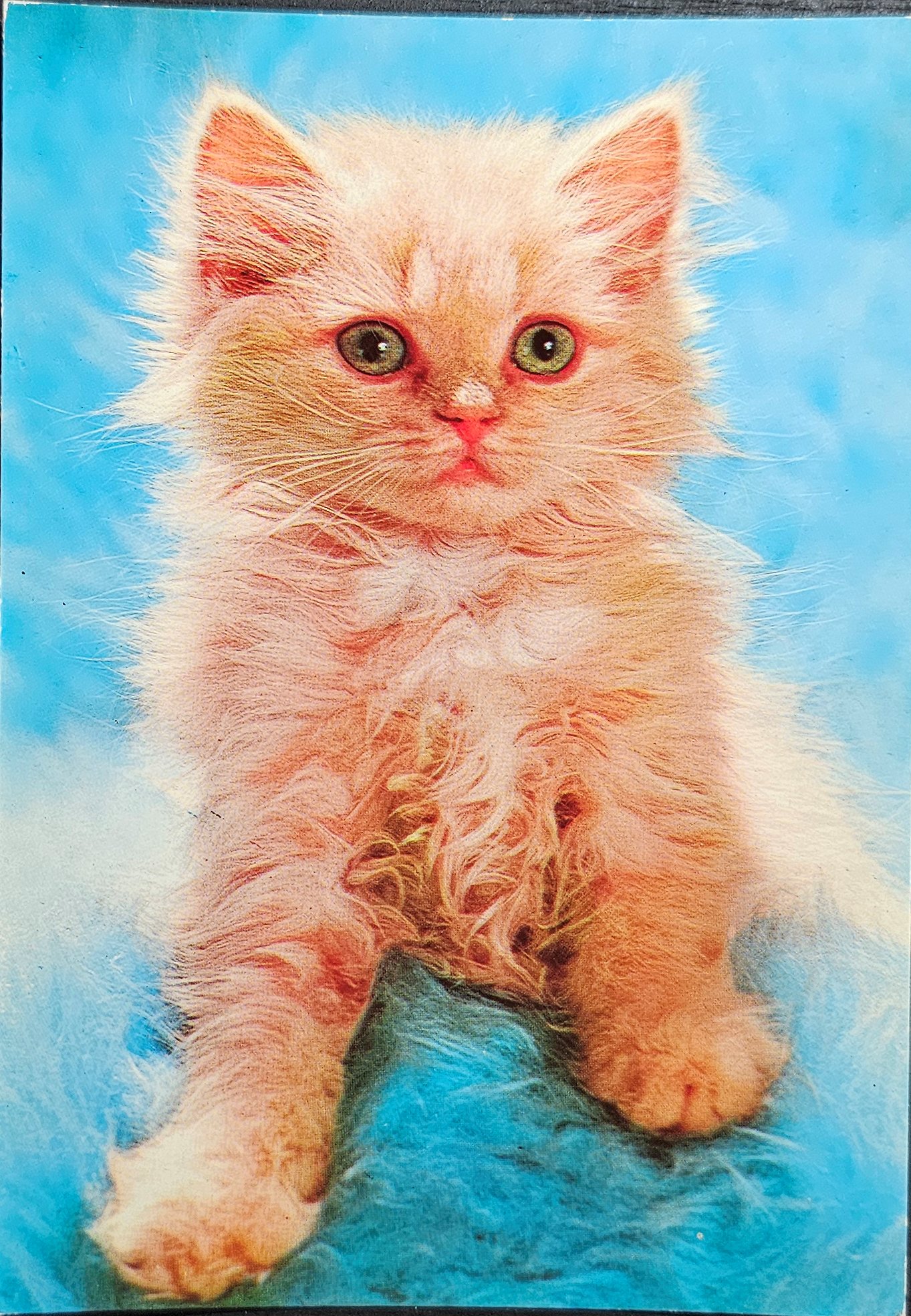 (image for) CAT-50_80s-0020