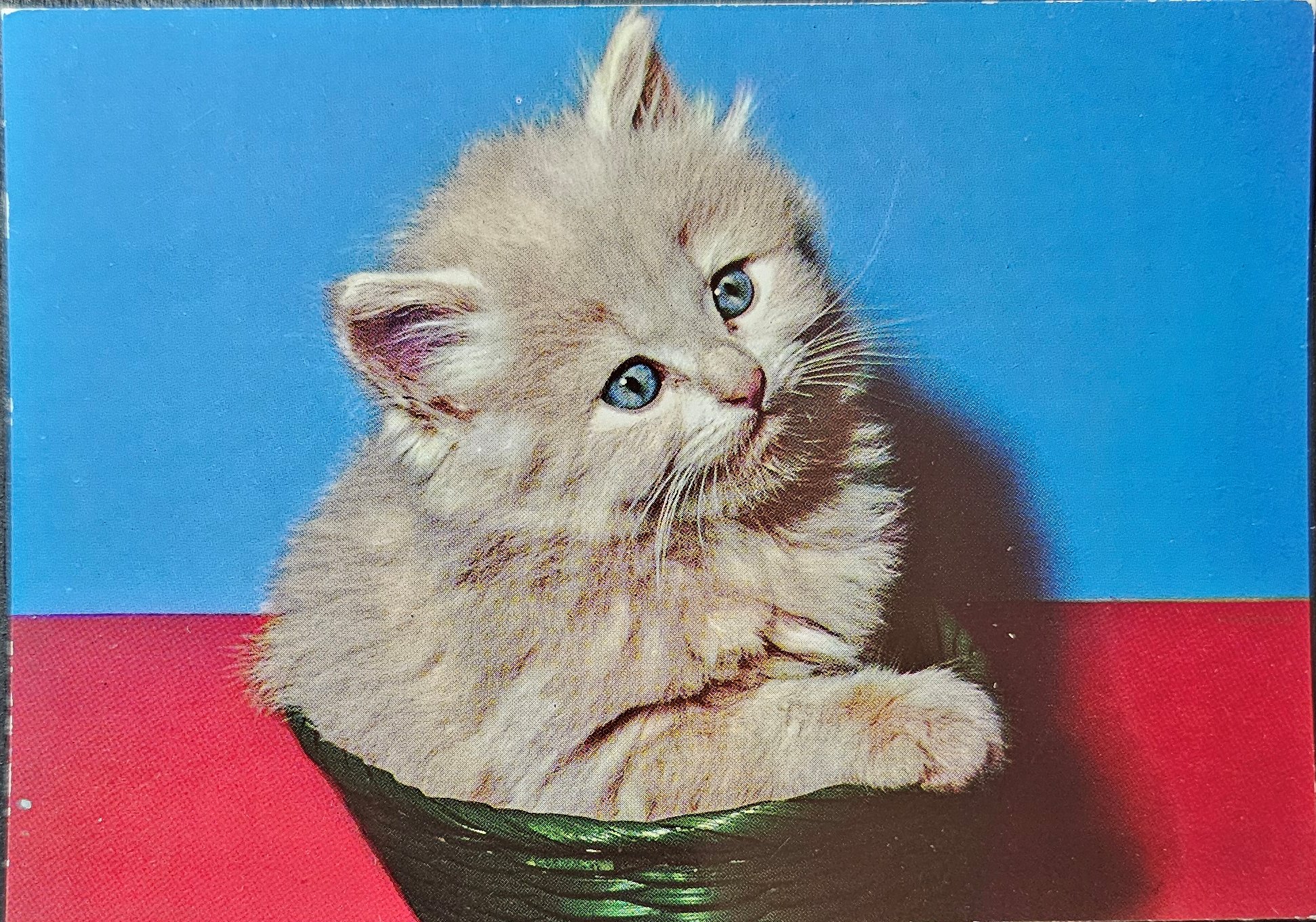 (image for) CAT-50_80s-0021