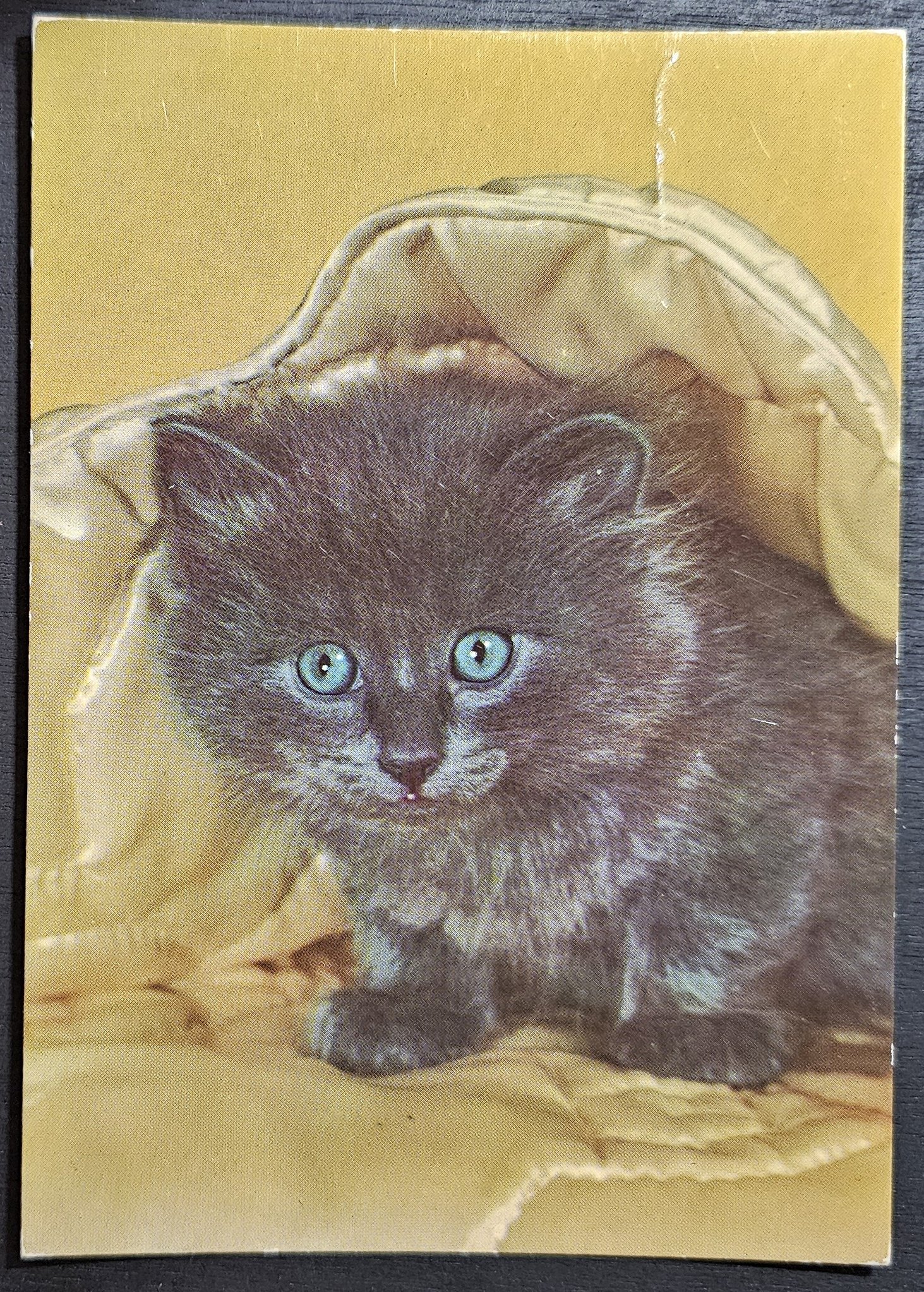 (image for) CAT-50_80s-0023