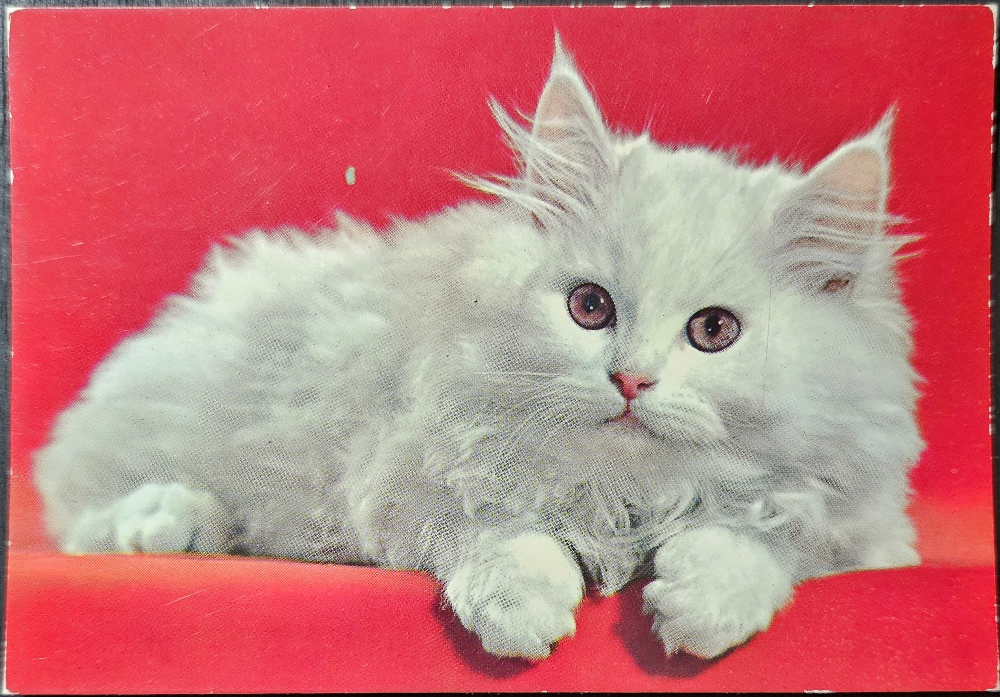 (image for) CAT-50_80s-0024