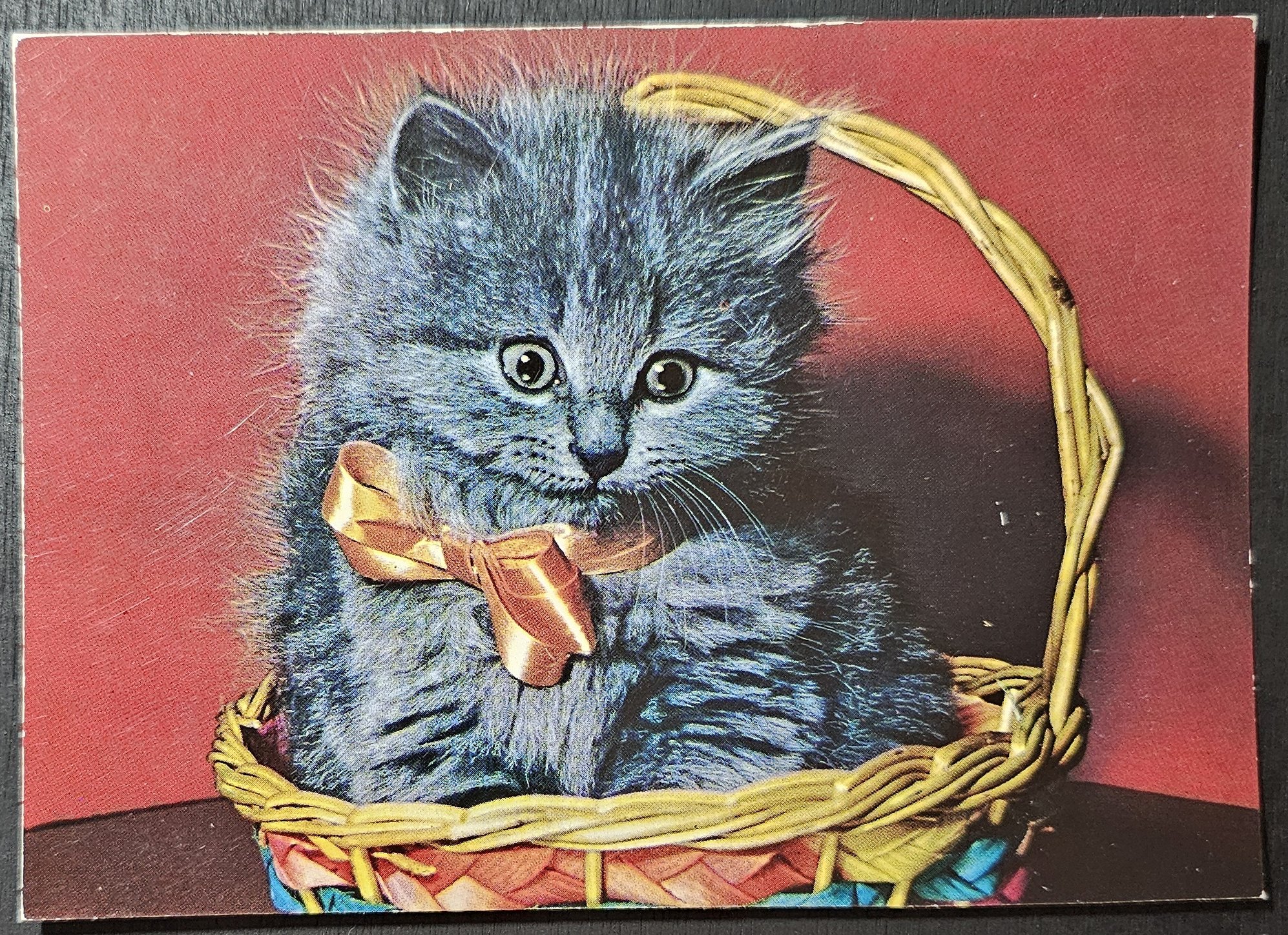 (image for) CAT-50_80s-0025