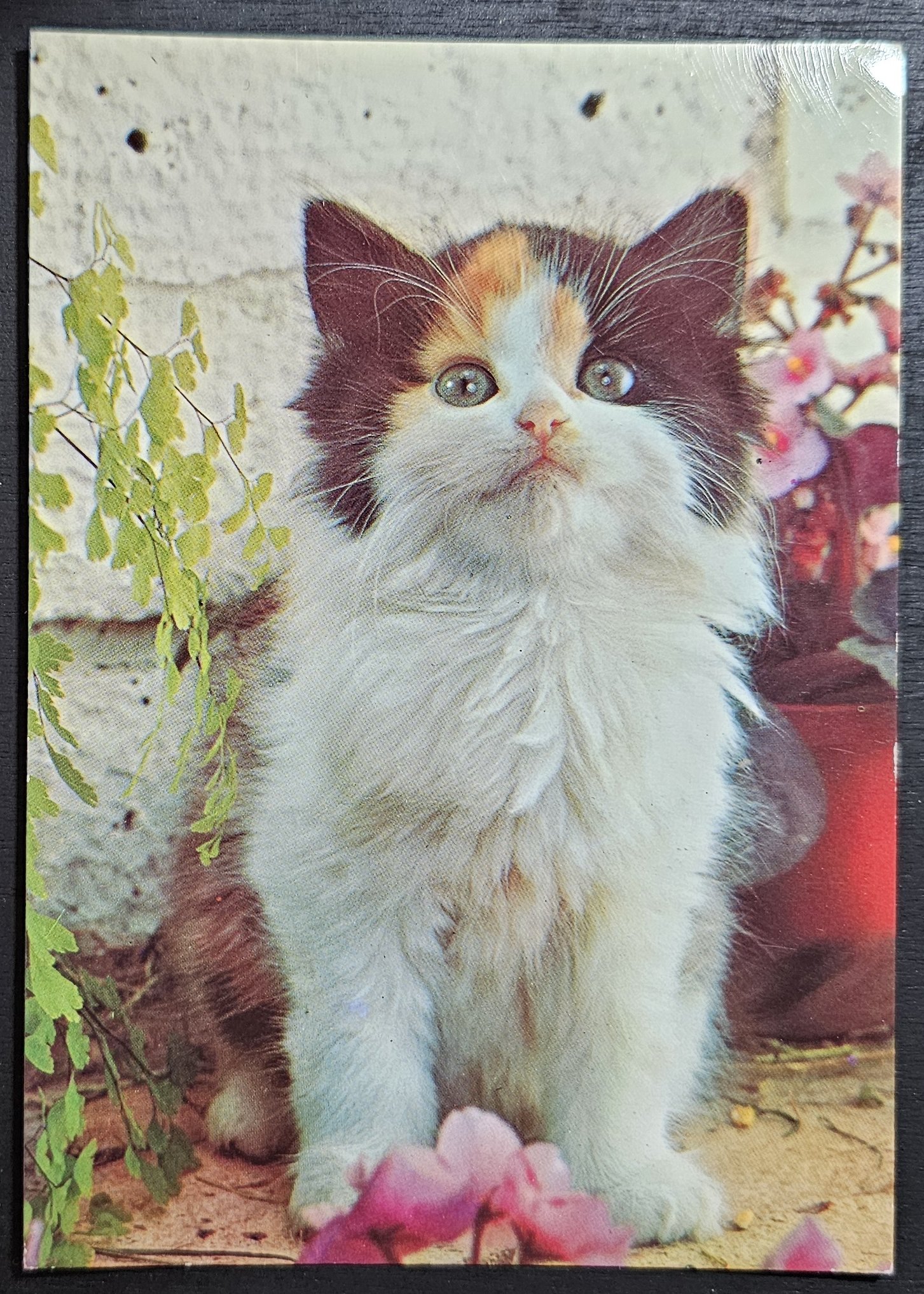 (image for) CAT-50_80s-0026