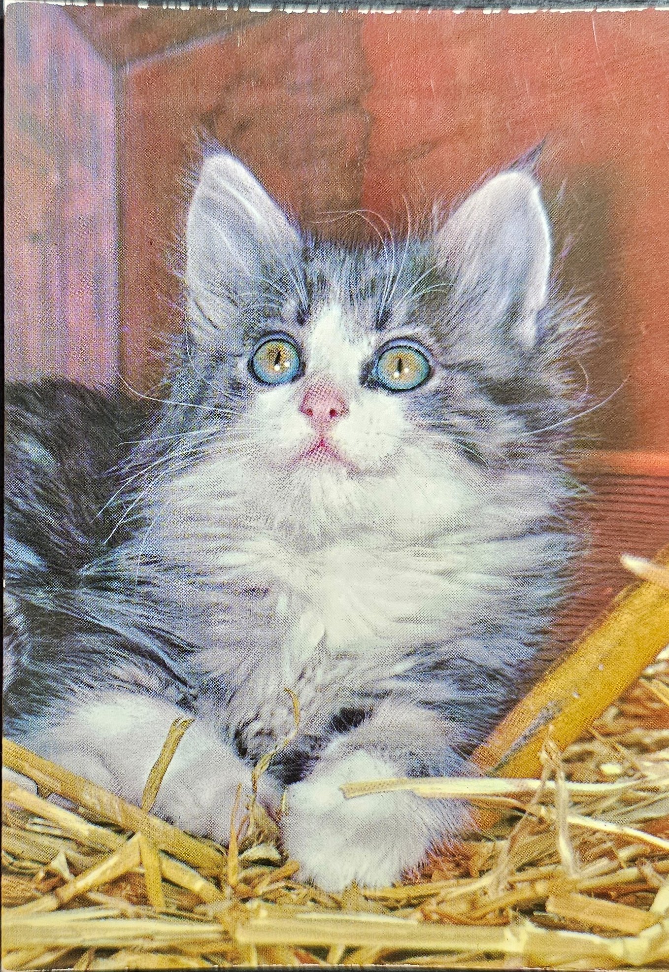 (image for) CAT-50_80s-0028