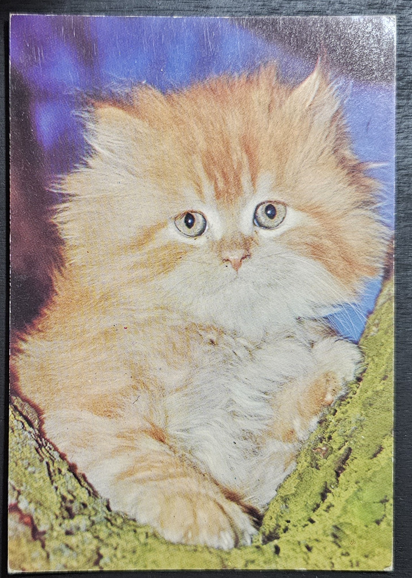 (image for) CAT-50_80s-0029