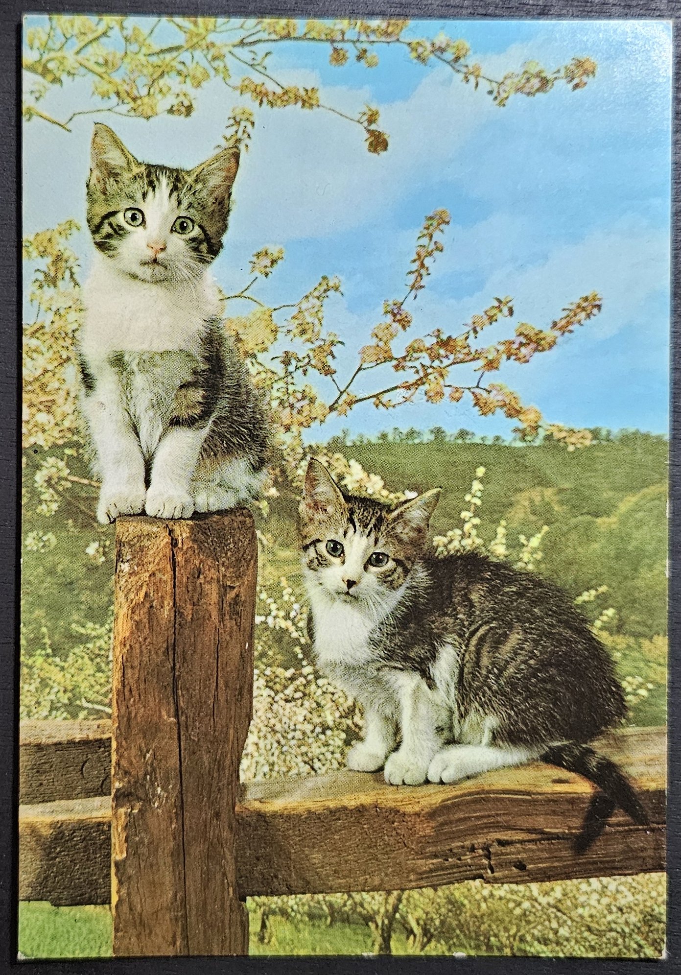 (image for) CAT-50_80s-0030