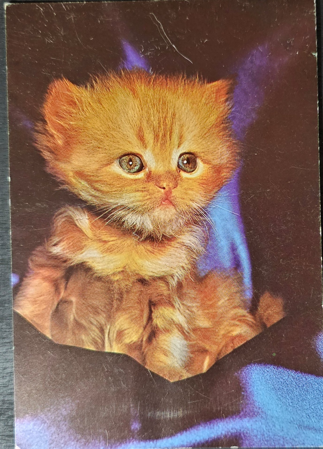 (image for) CAT-50_80s-0031