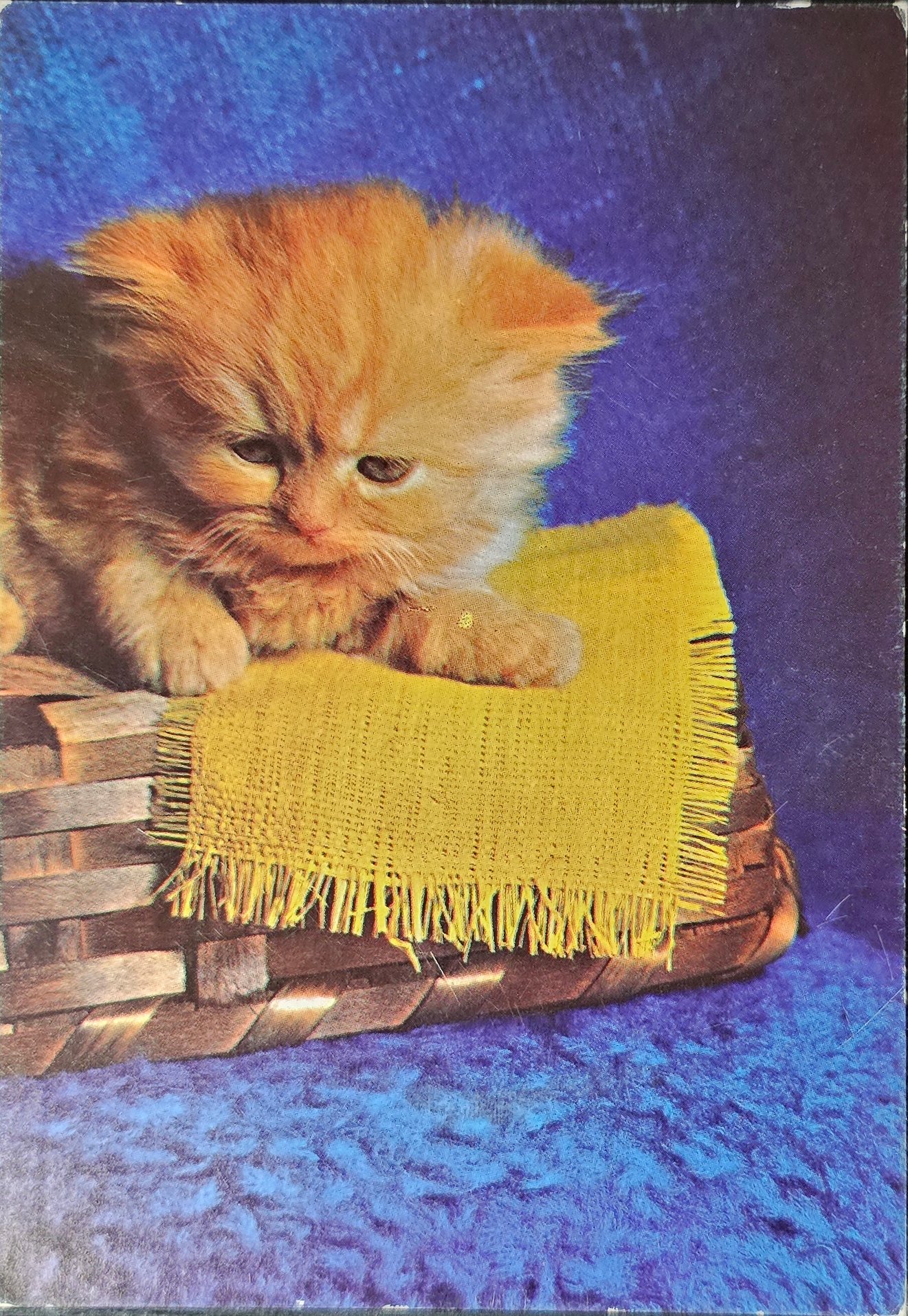 (image for) CAT-50_80s-0032