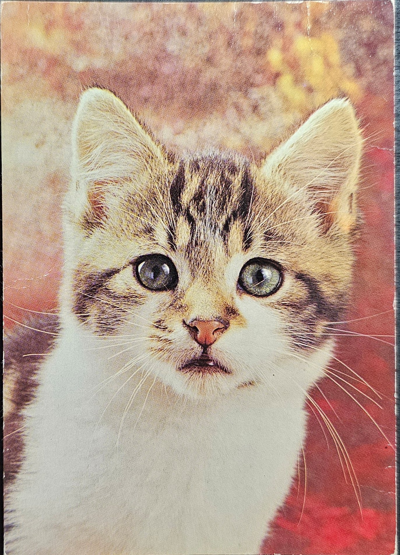 (image for) CAT-50_80s-0034