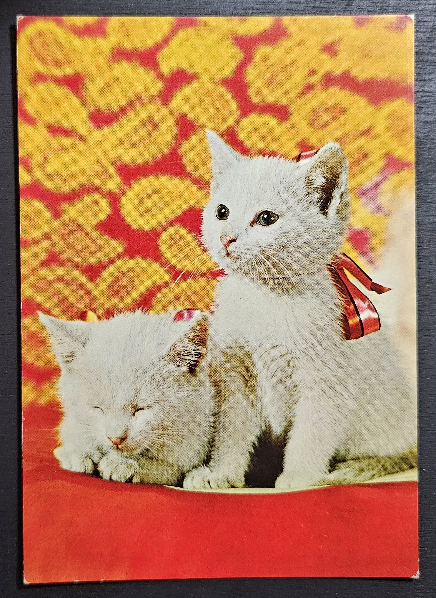 (image for) CAT-50_80s-0035