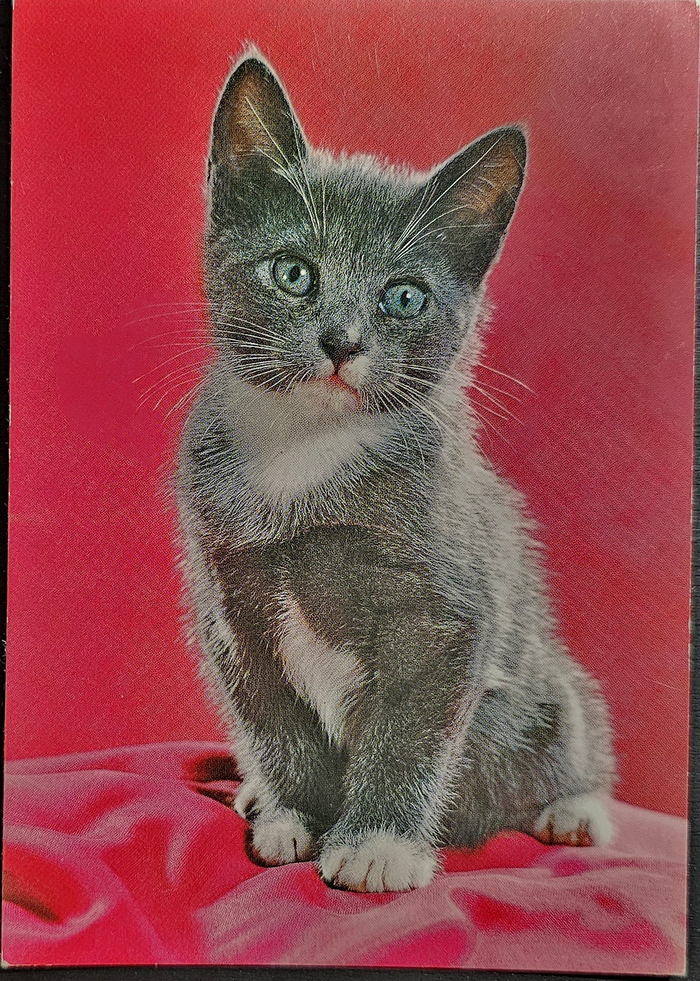 (image for) CAT-50_80s-0036