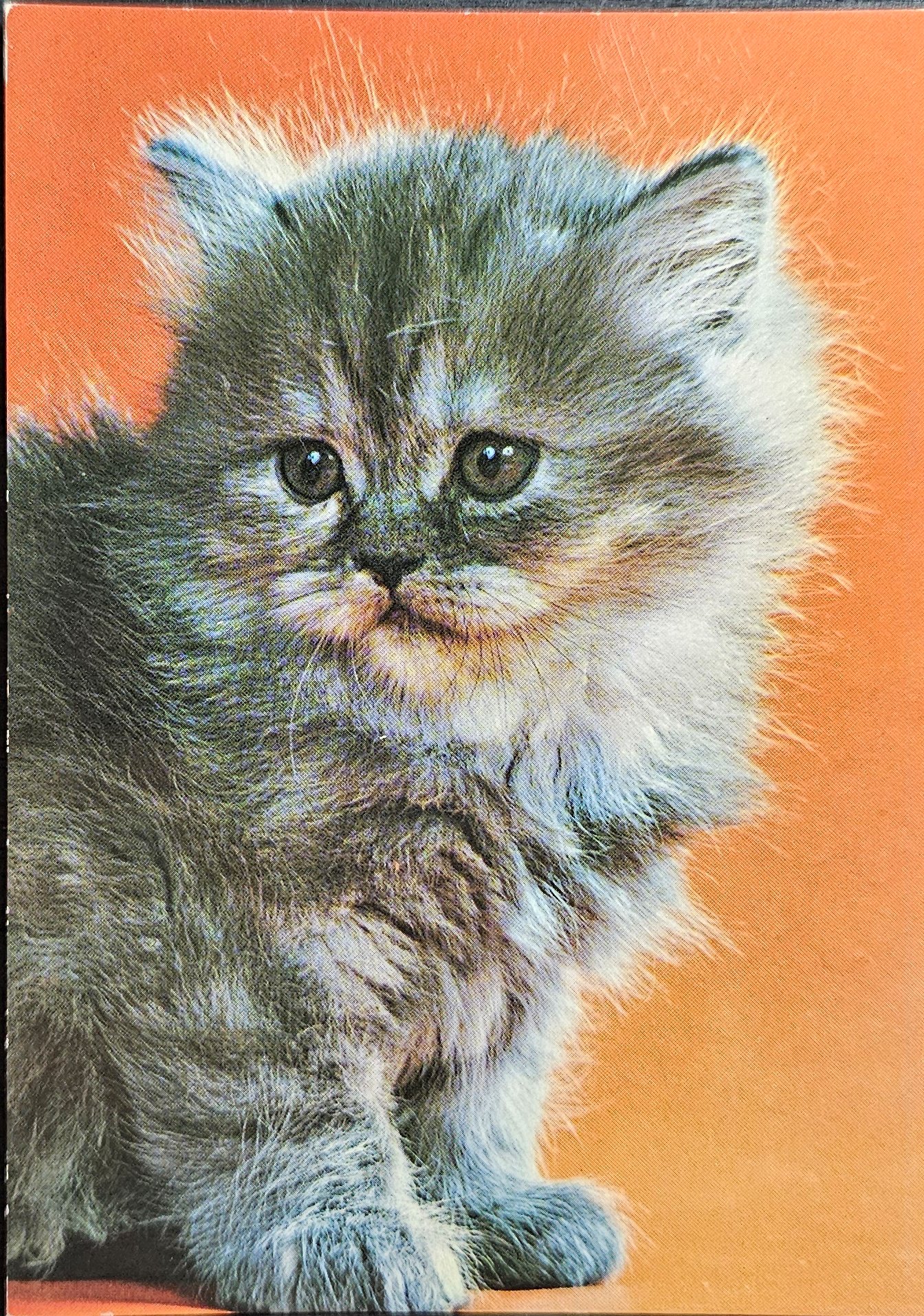 (image for) CAT-50_80s-0037