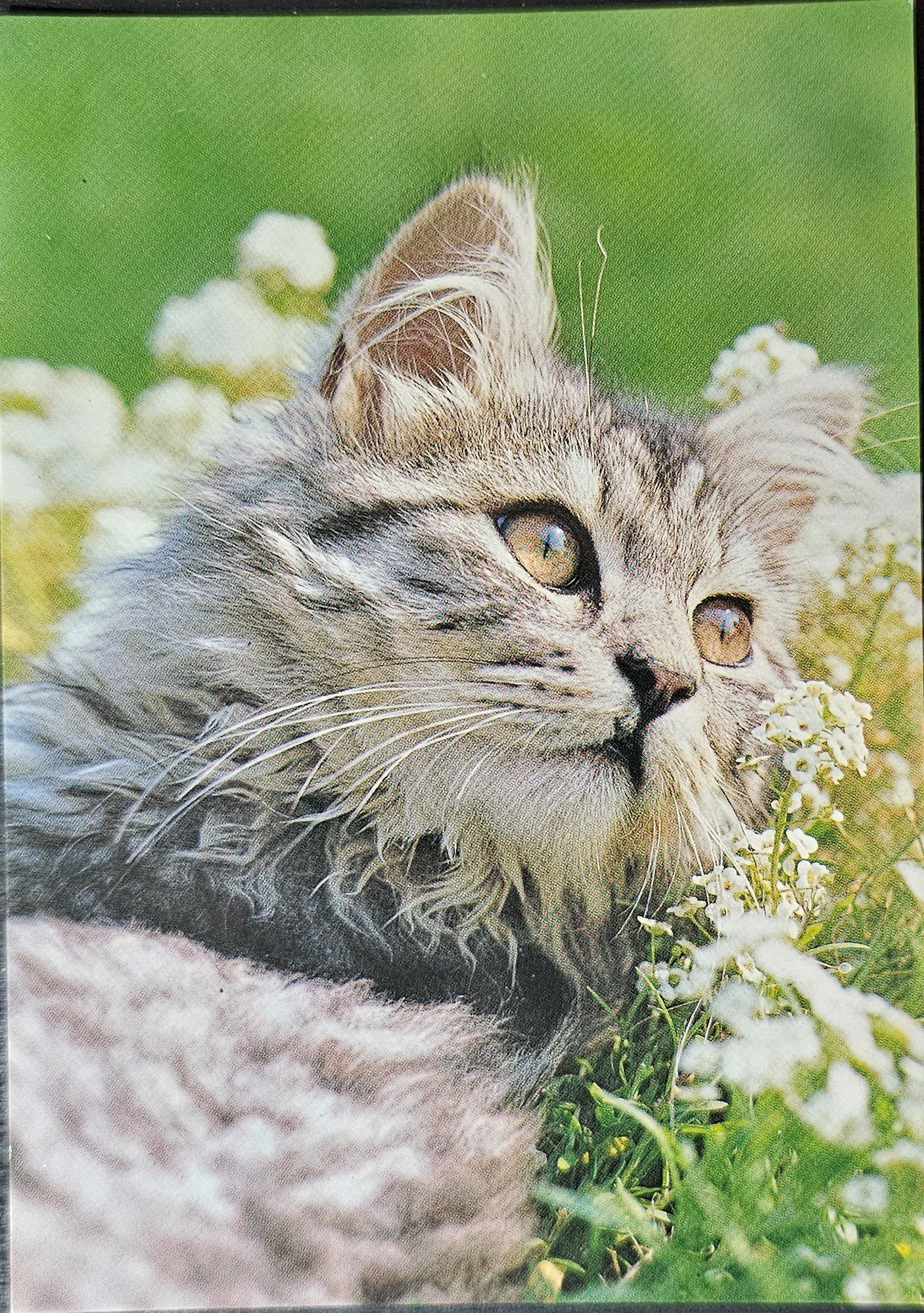 (image for) CAT-50_80s-0038