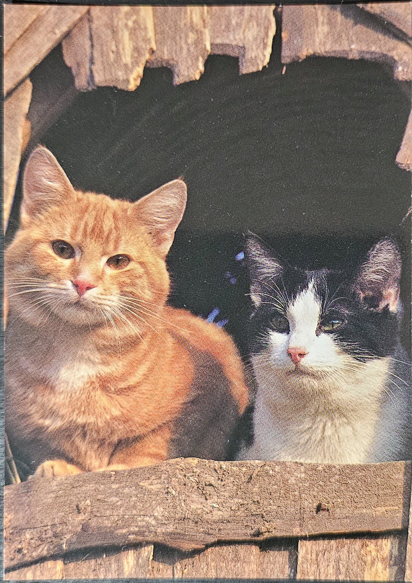 (image for) CAT-50_80s-0039