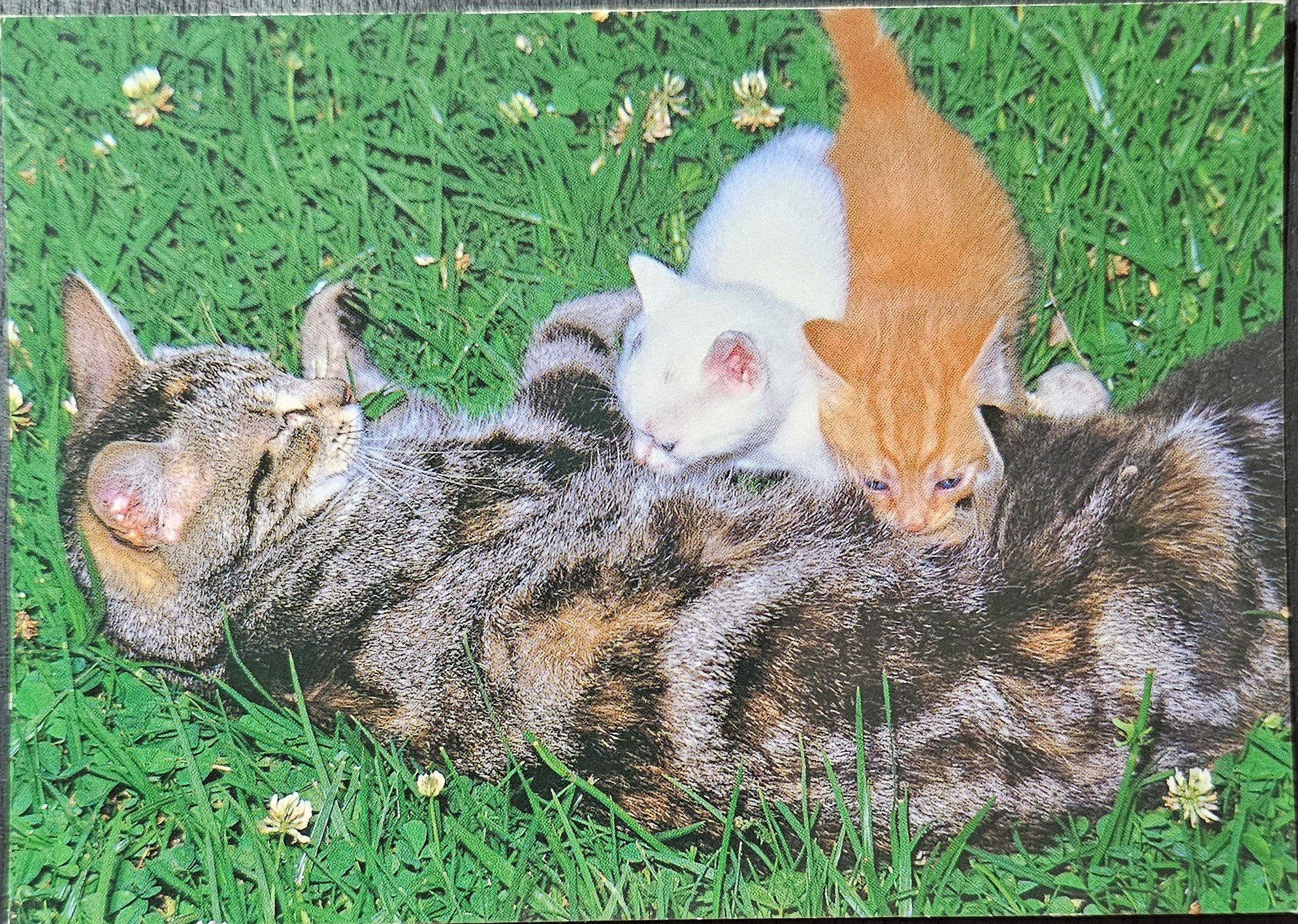 (image for) CAT-50_80s-0040