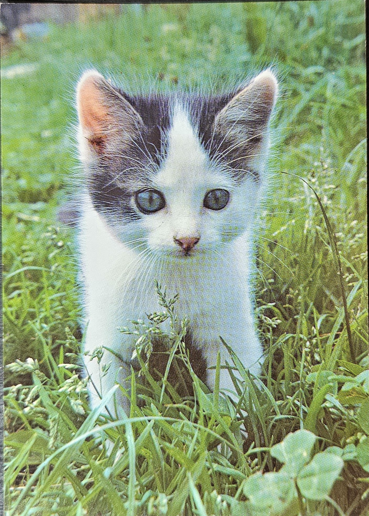 (image for) CAT-50_80s-0041