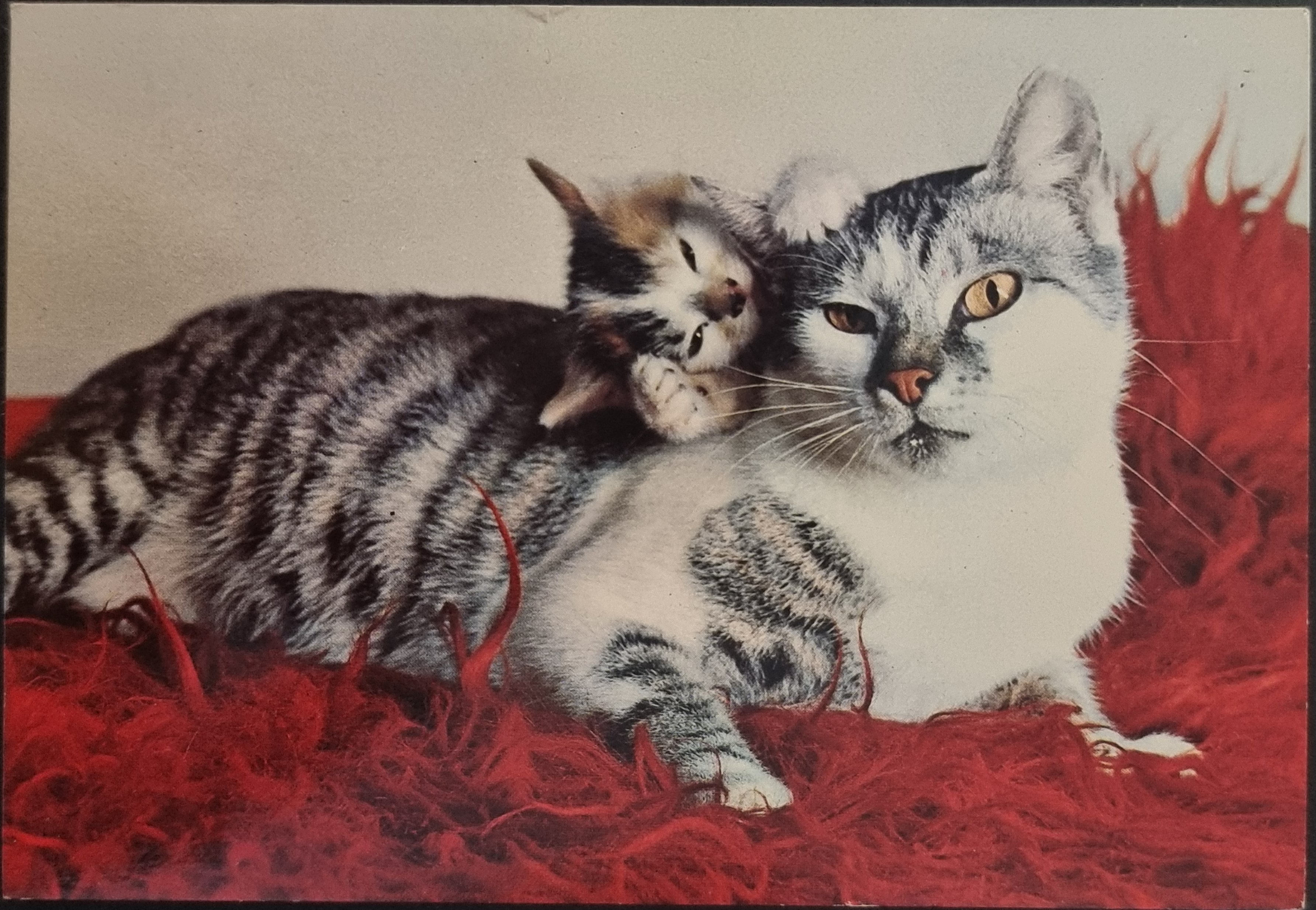 (image for) CAT-50_80s-0042