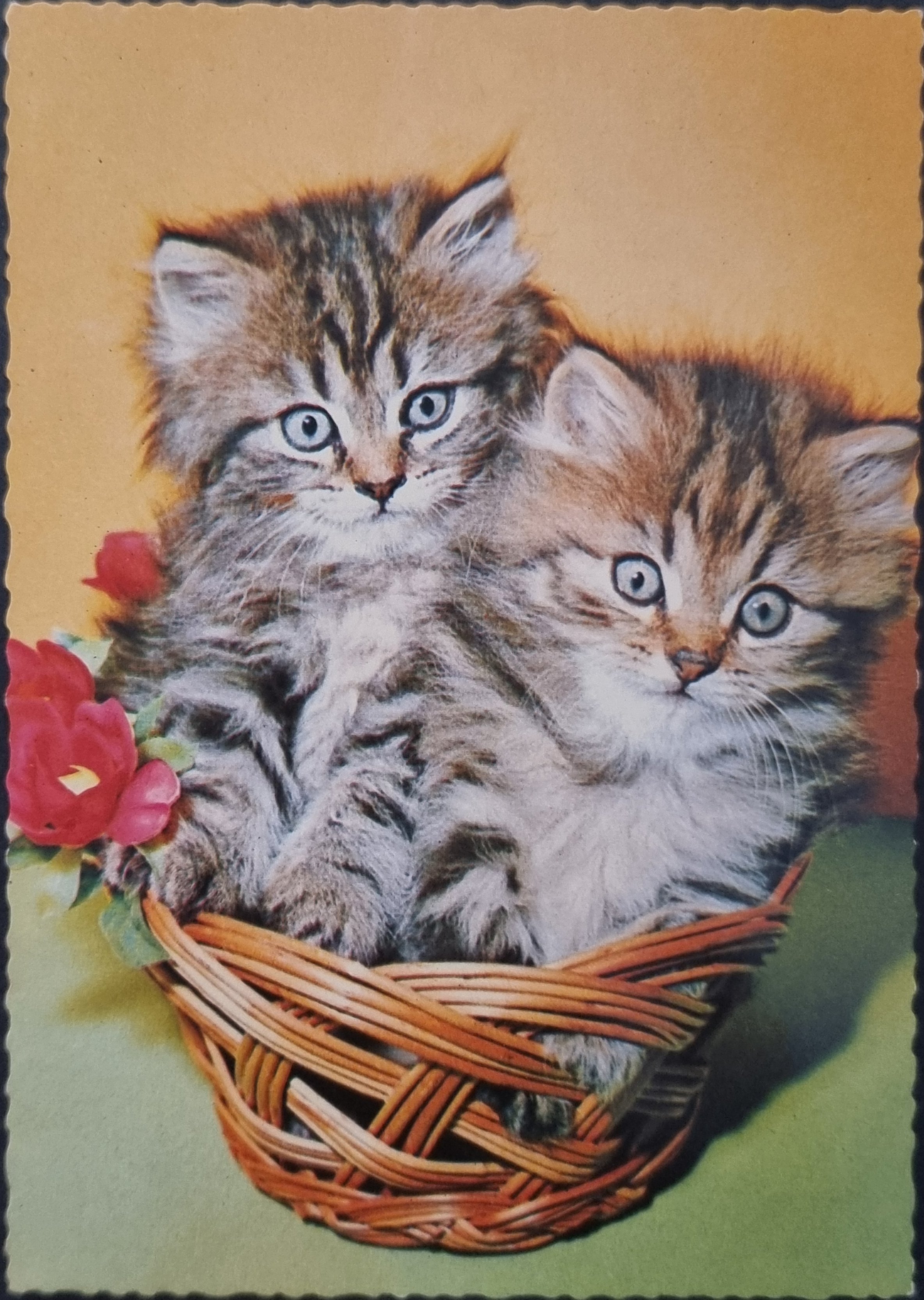 (image for) CAT-50_80s-0045