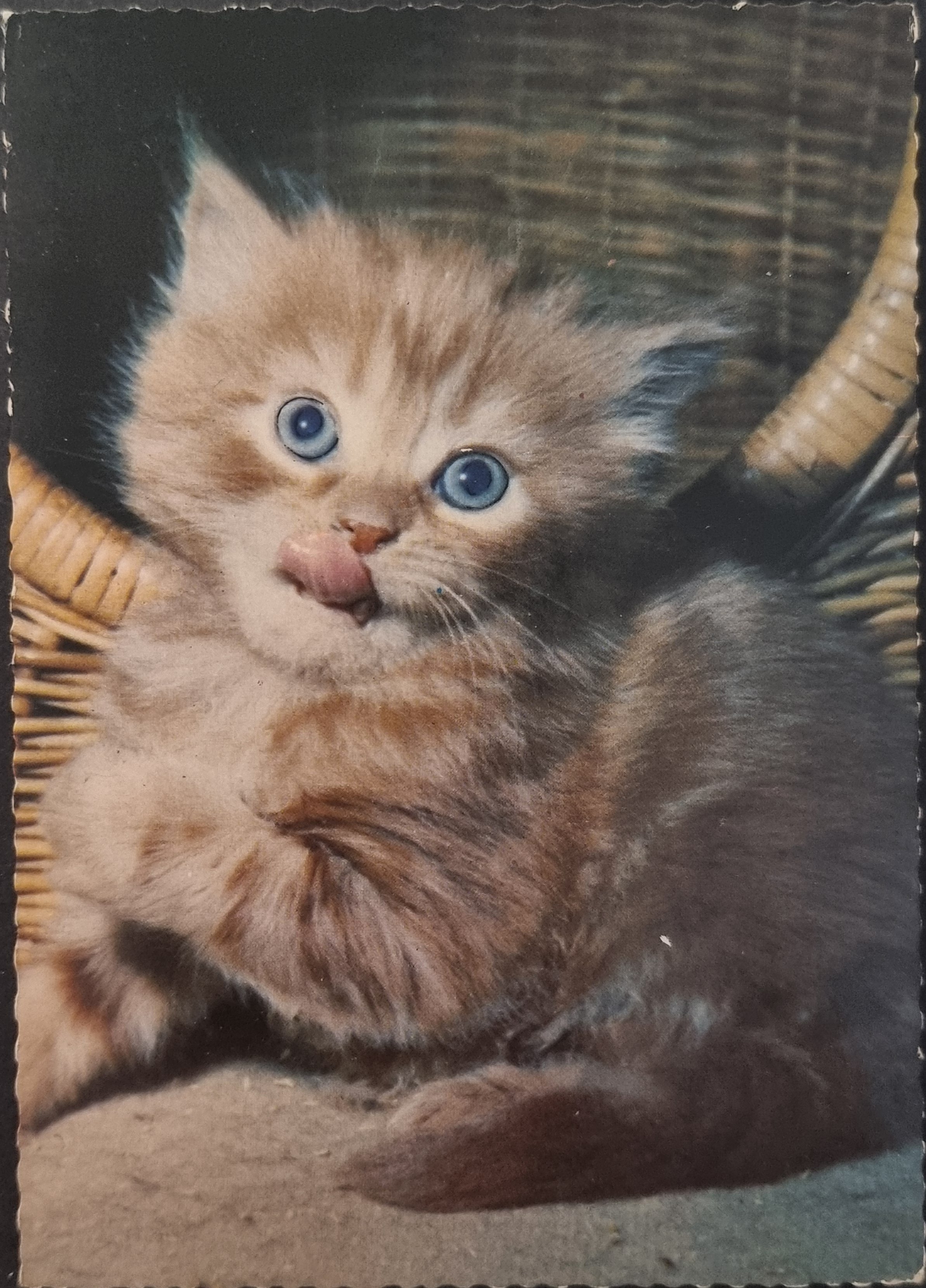 (image for) CAT-50_80s-0046