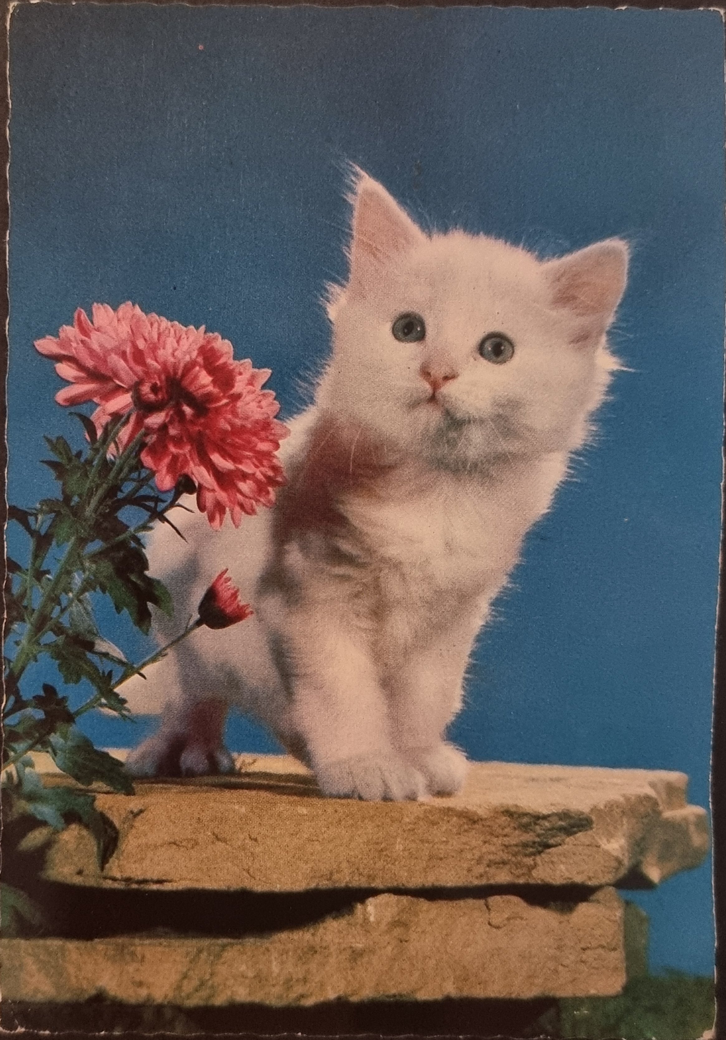 (image for) CAT-50_80s-0047