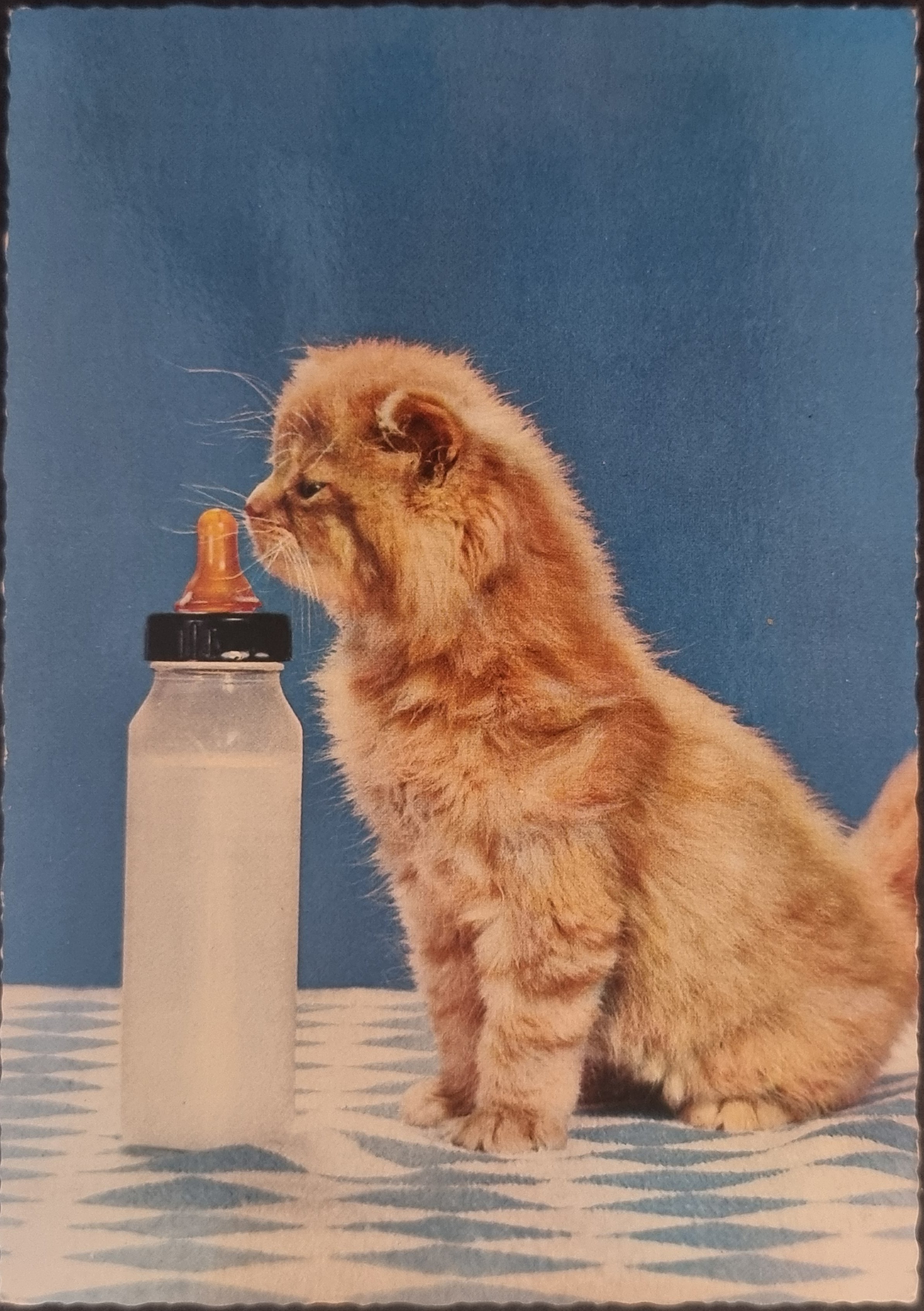 (image for) CAT-50_80s-0048