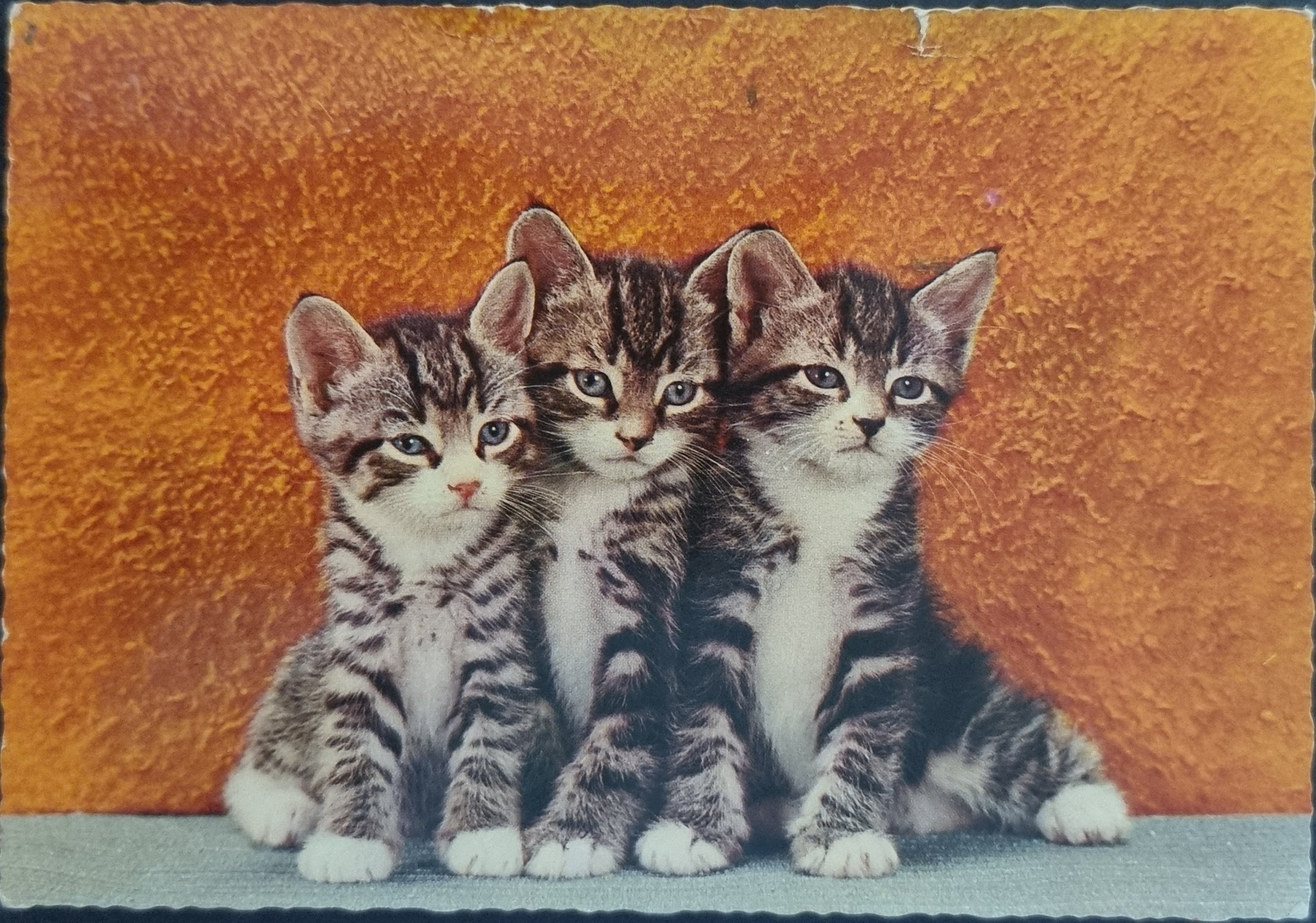 (image for) CAT-50_80s-0049