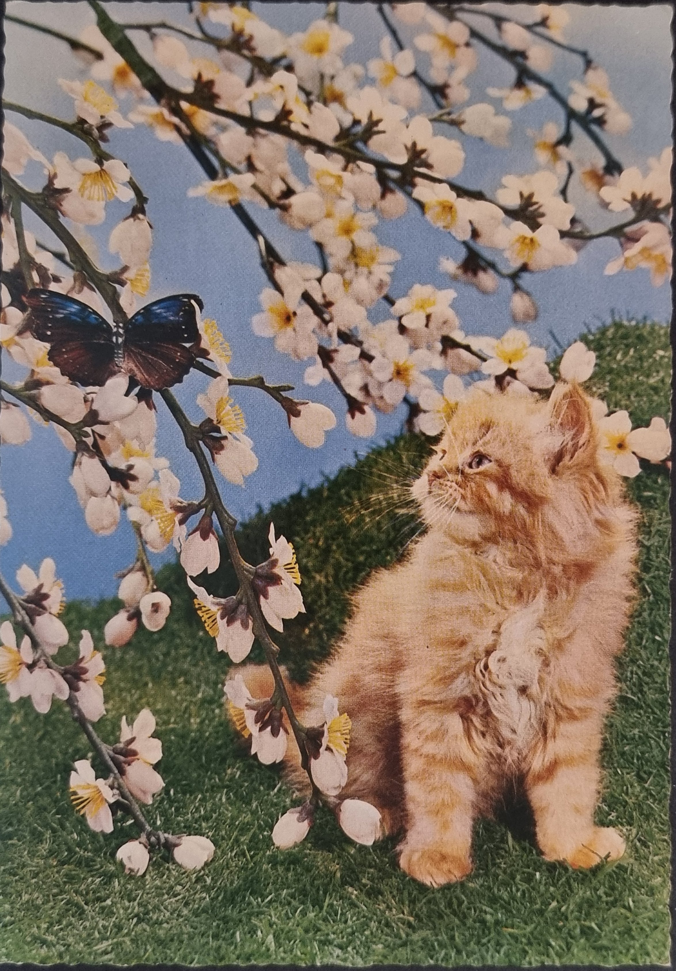 (image for) CAT-50_80s-0050