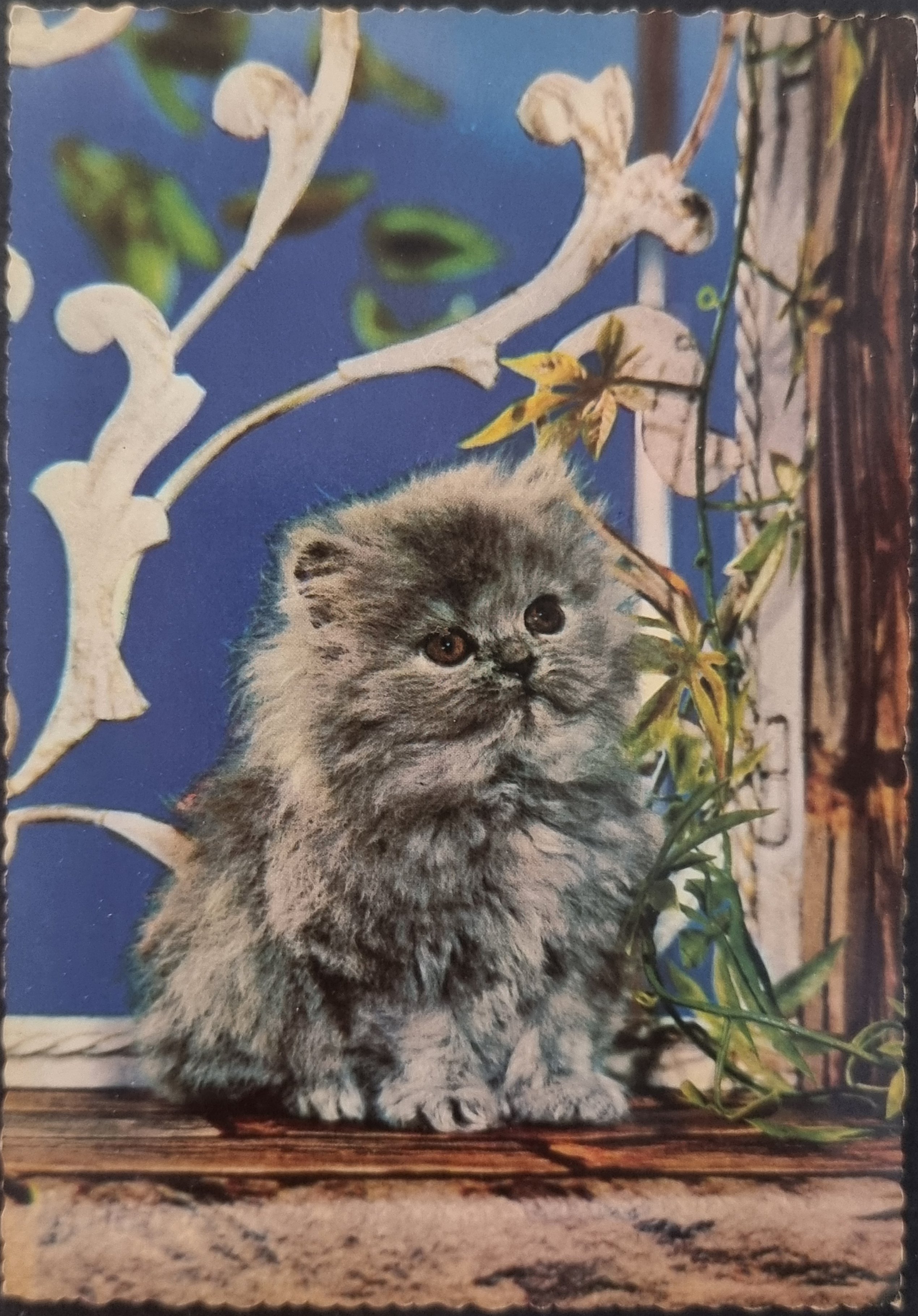 (image for) CAT-50_80s-0052