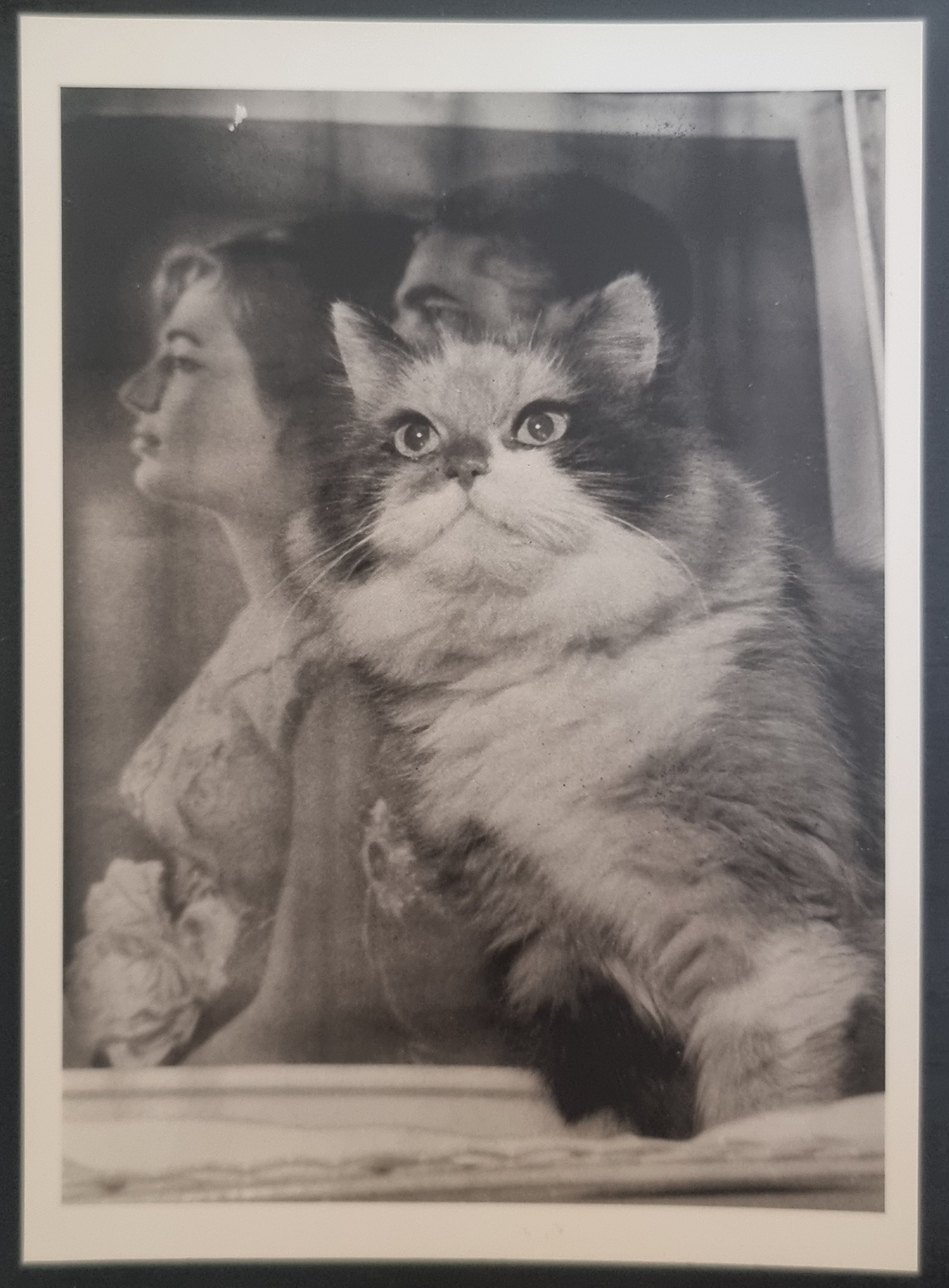 (image for) CAT 1990s and later0044