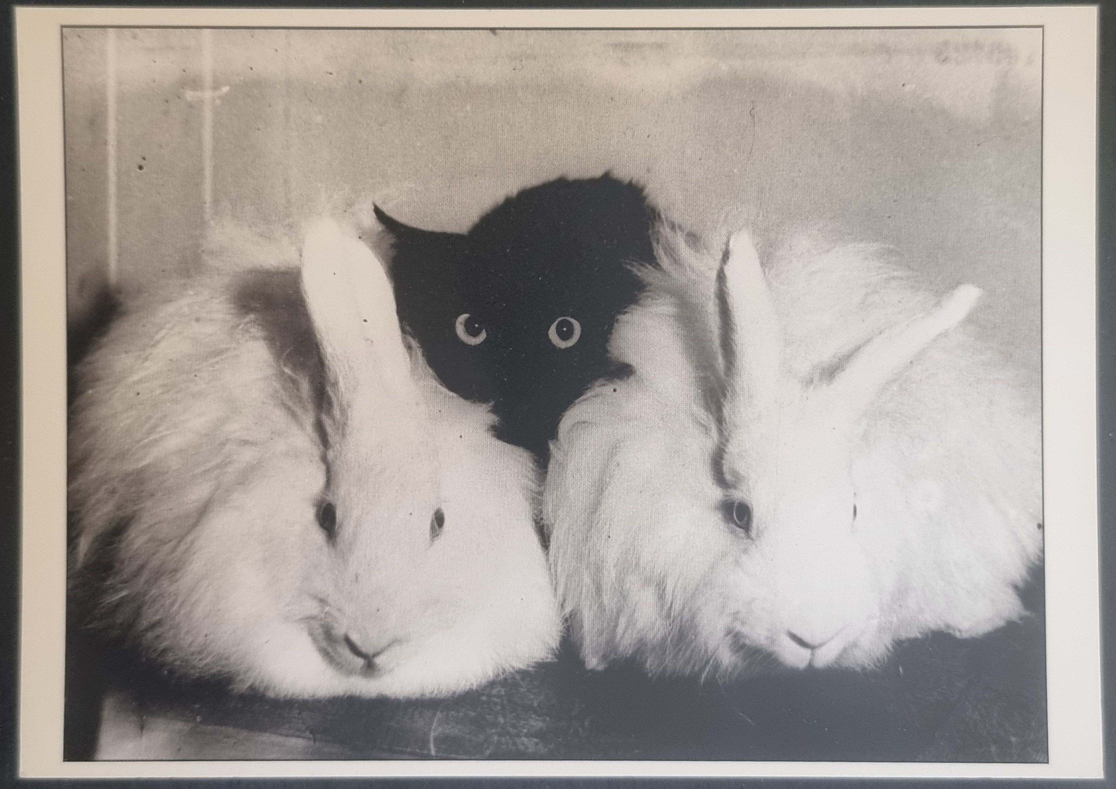 (image for) CAT 1990s and later0045