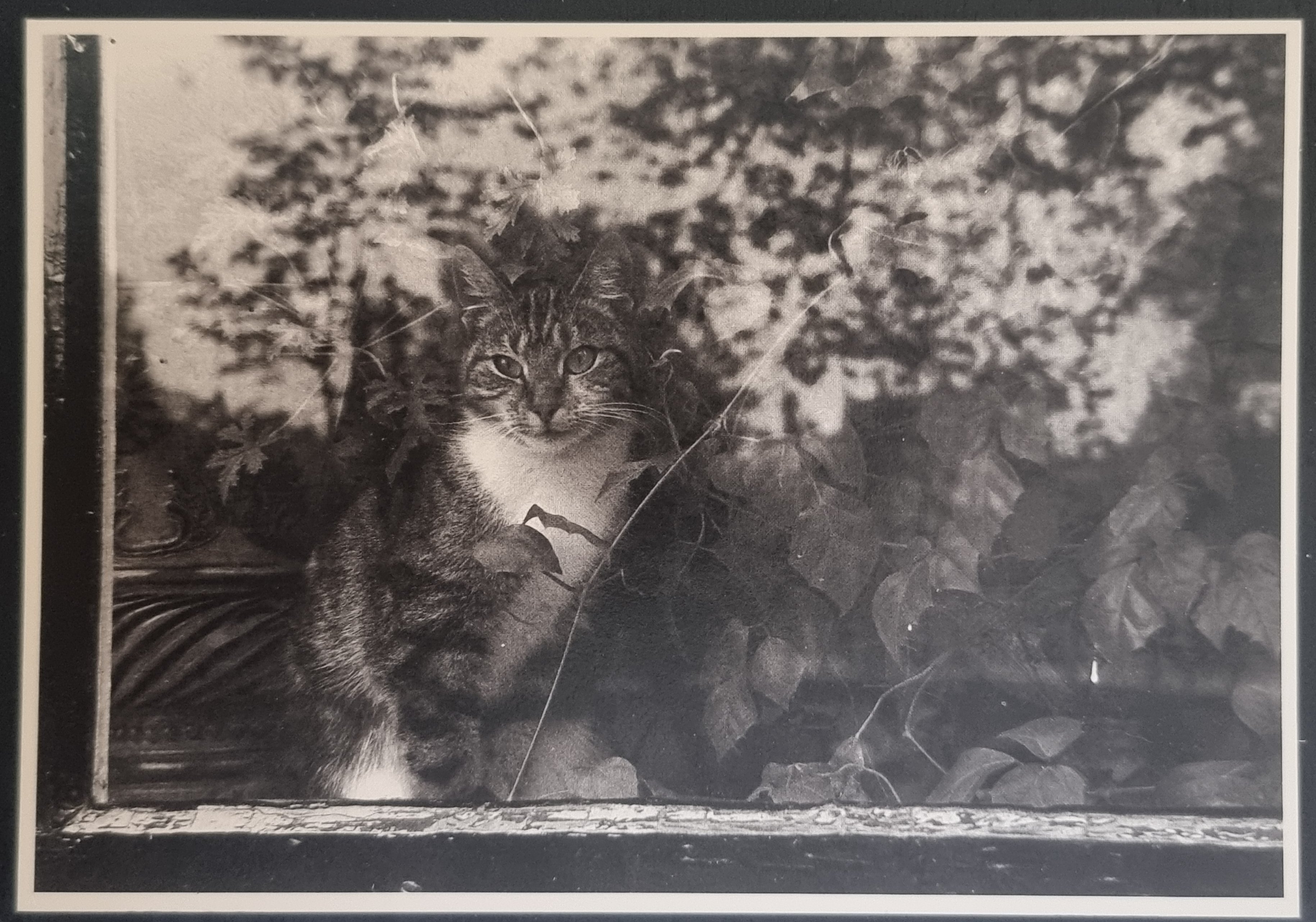 (image for) CAT 1990s and later0046