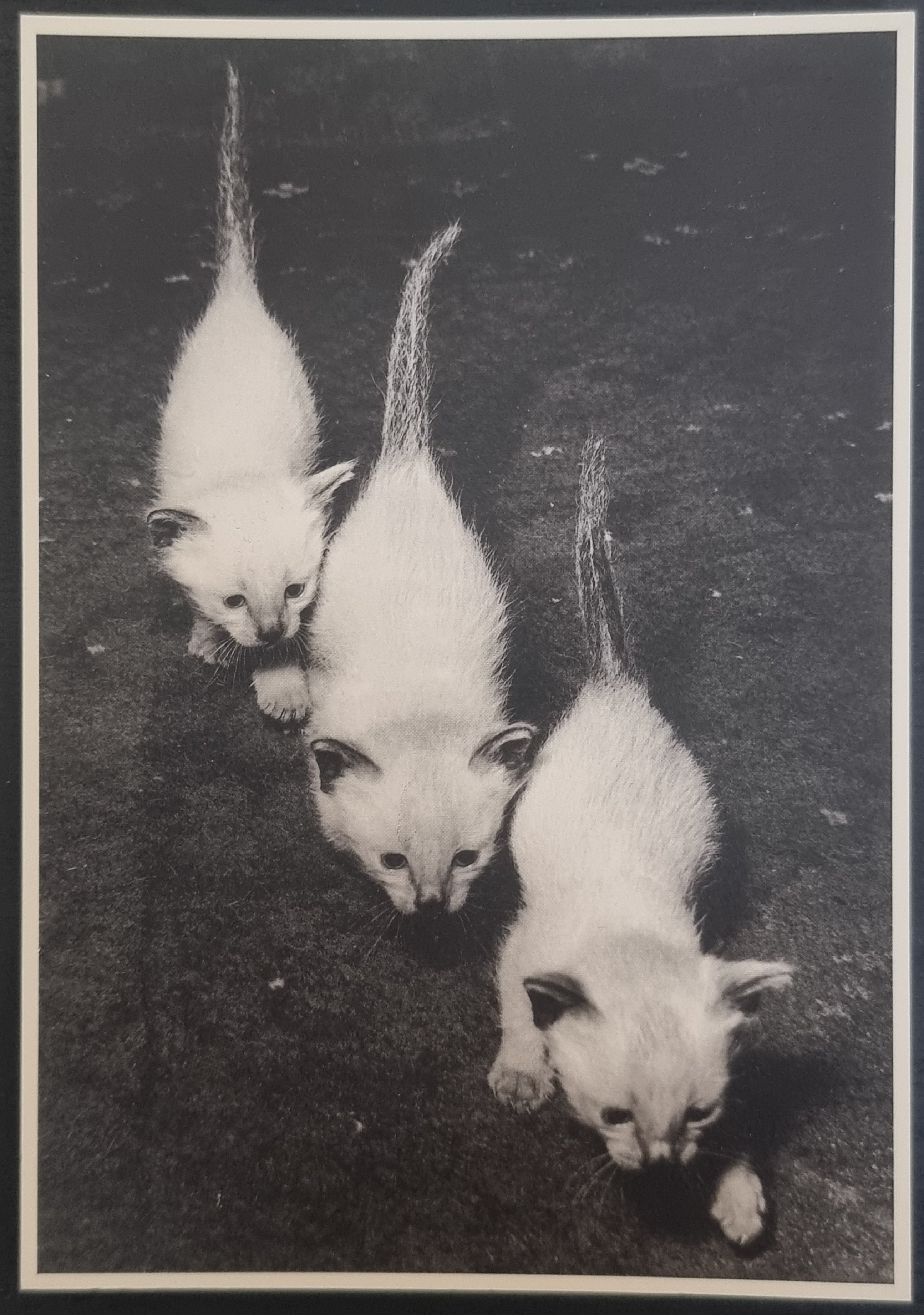 (image for) CAT 1990s and later0048