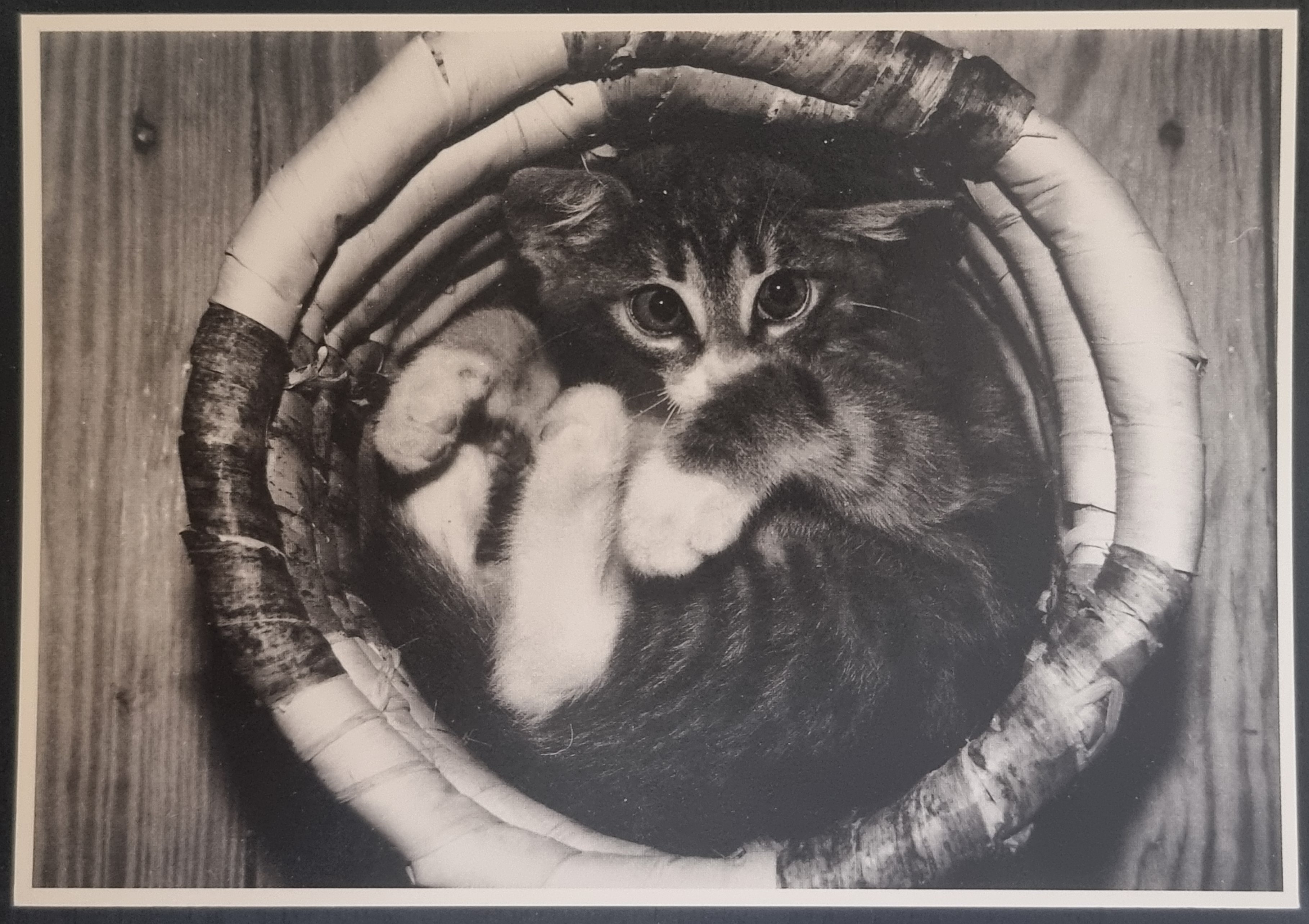 (image for) CAT 1990s and later0050